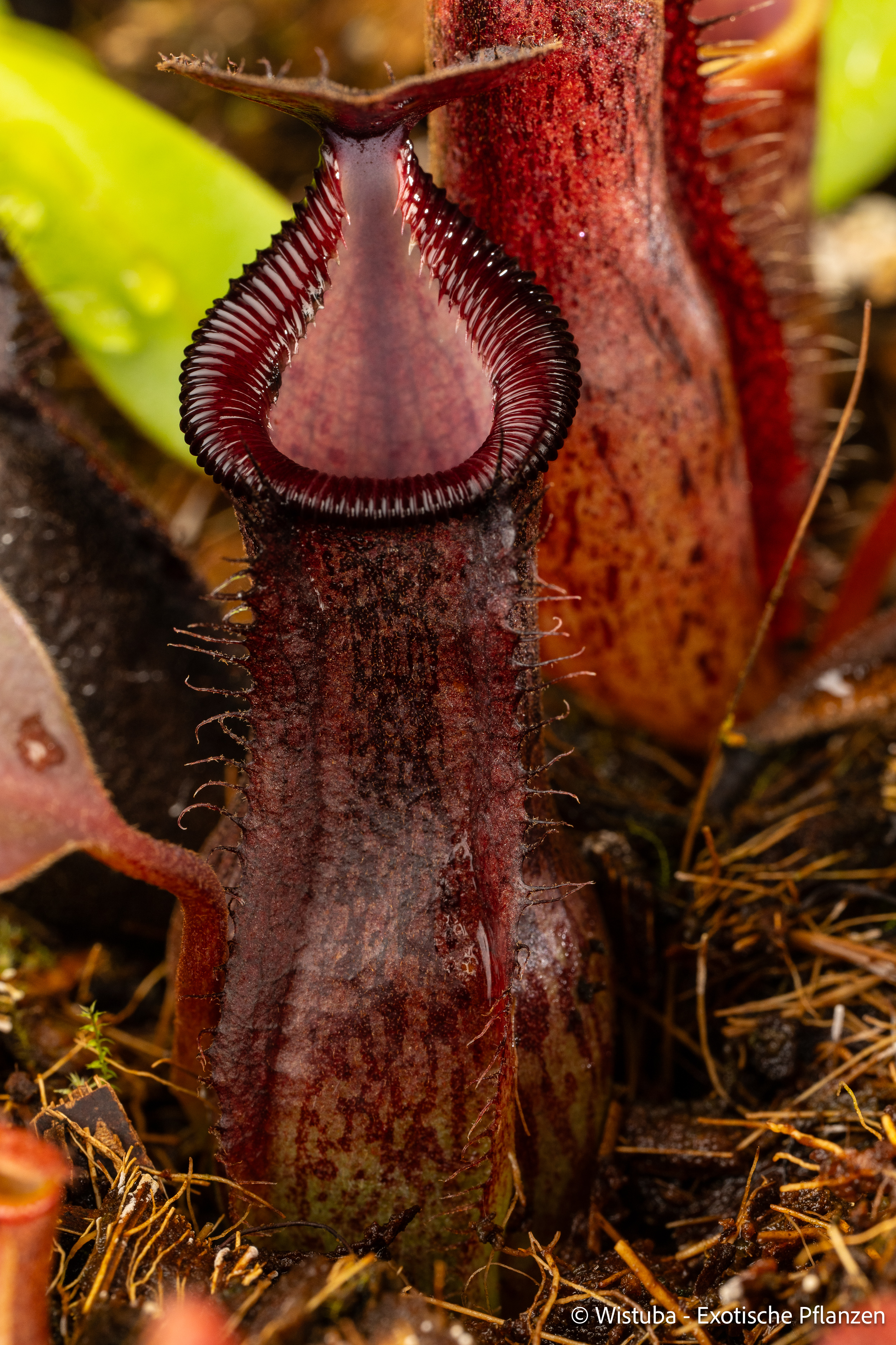 Nepenthes (spathulata x hamata) x (lowii x zakriana)