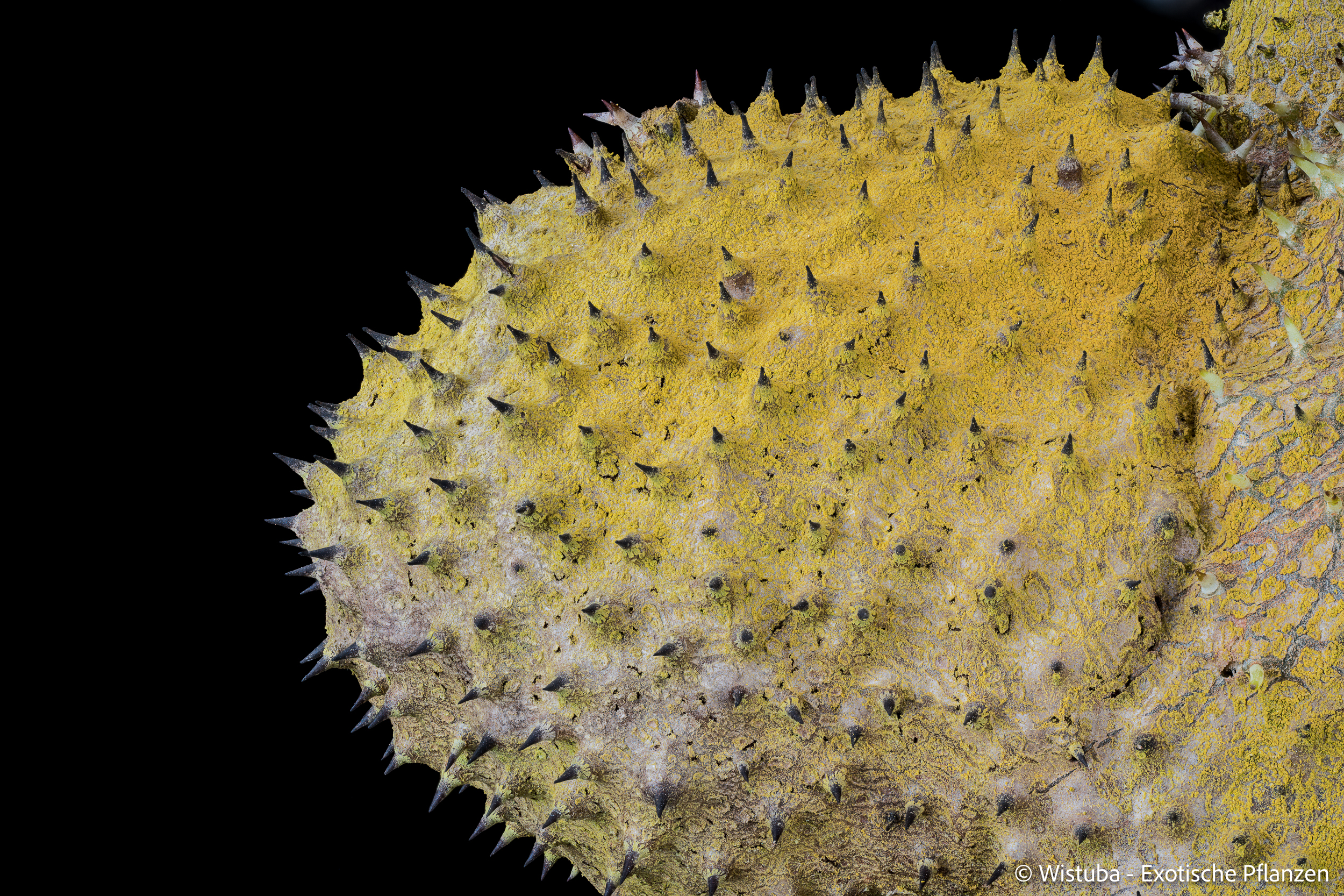 Myrmecodia spec. Lake Kutubu, PNG
