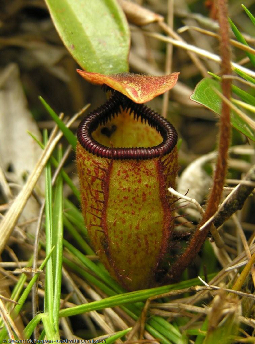 Nepenthes argentii (Mt Guiting-Guiting, Sibuyan)