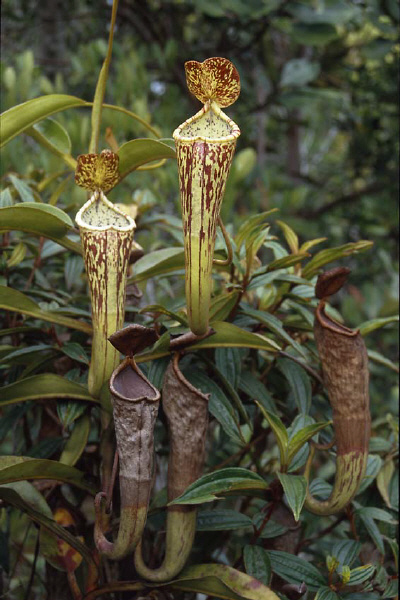 Nepenthes fallax (Bareo, Borneo)