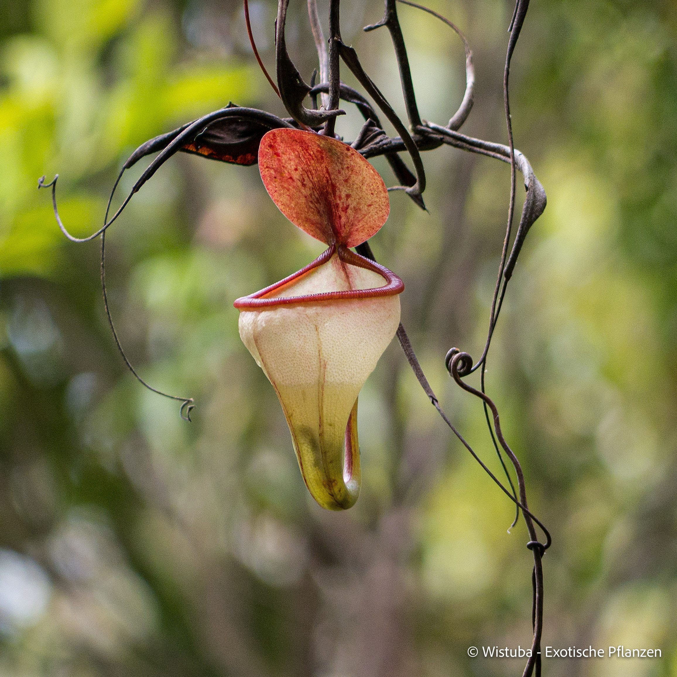 Nepenthes pitopangii ("Ivory Colored Form")