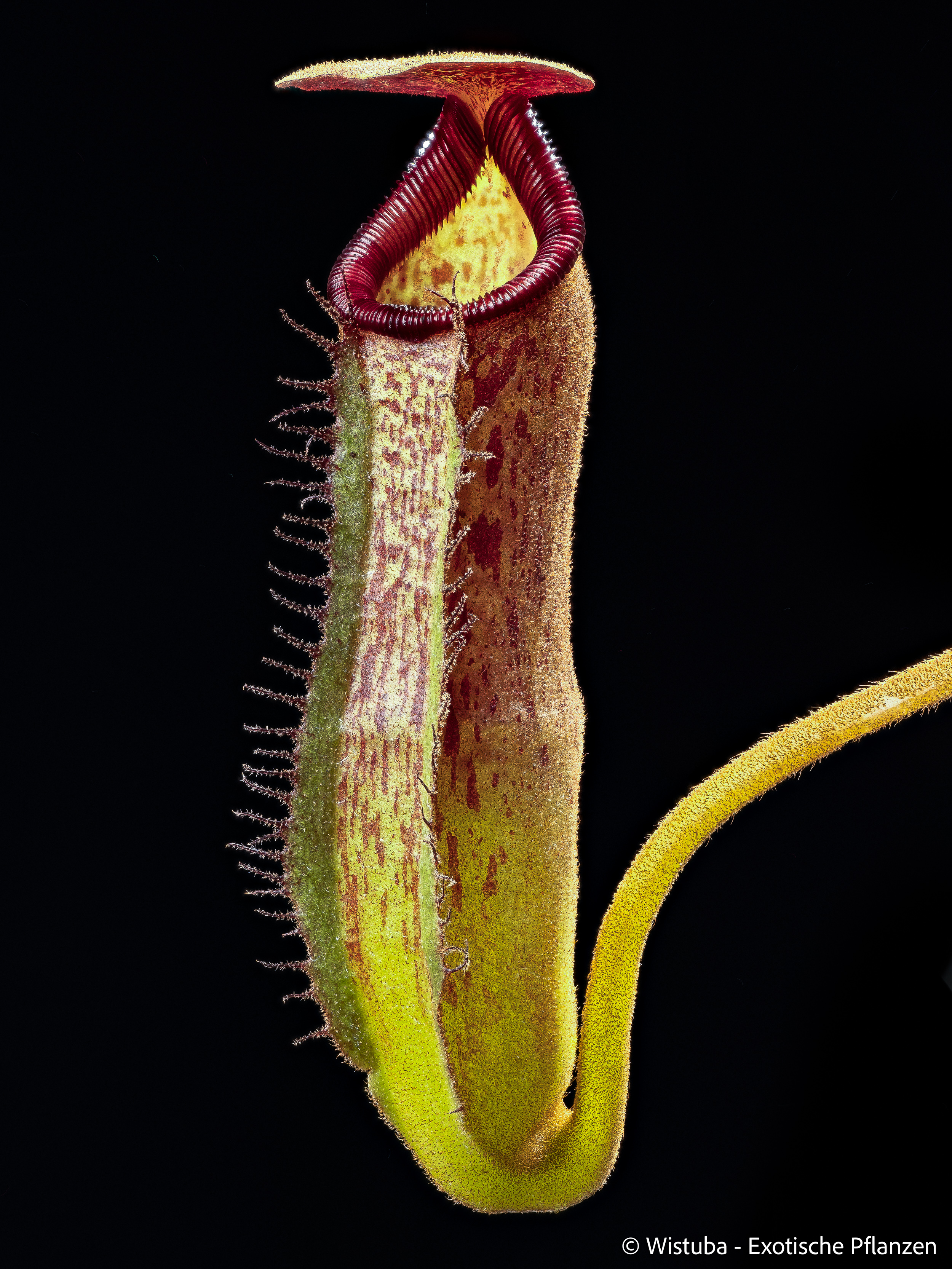 Nepenthes lowii Mulu (clone 7) x klossii