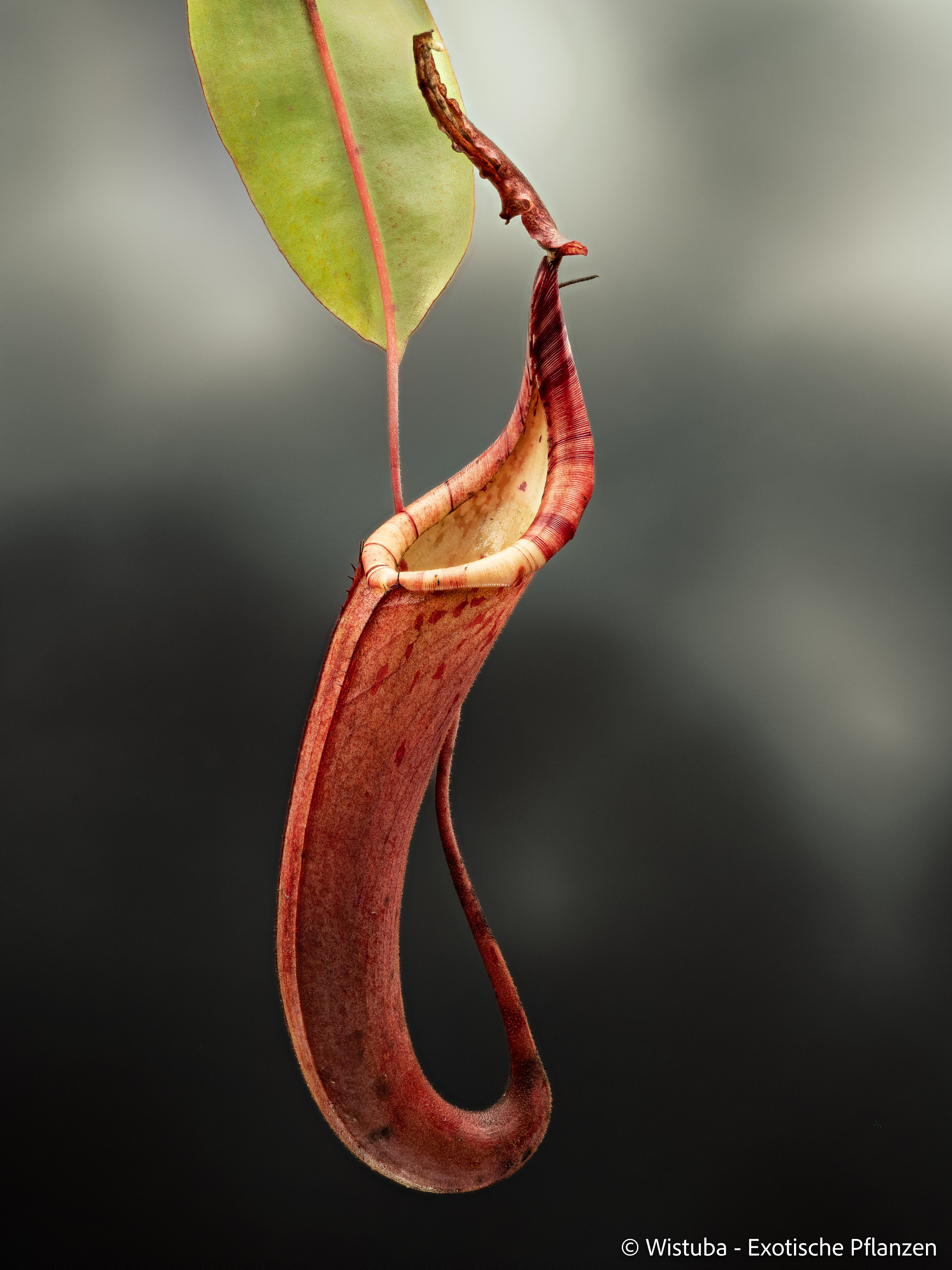 Nepenthes dactylifera (was N. faizaliana) (Borneo)