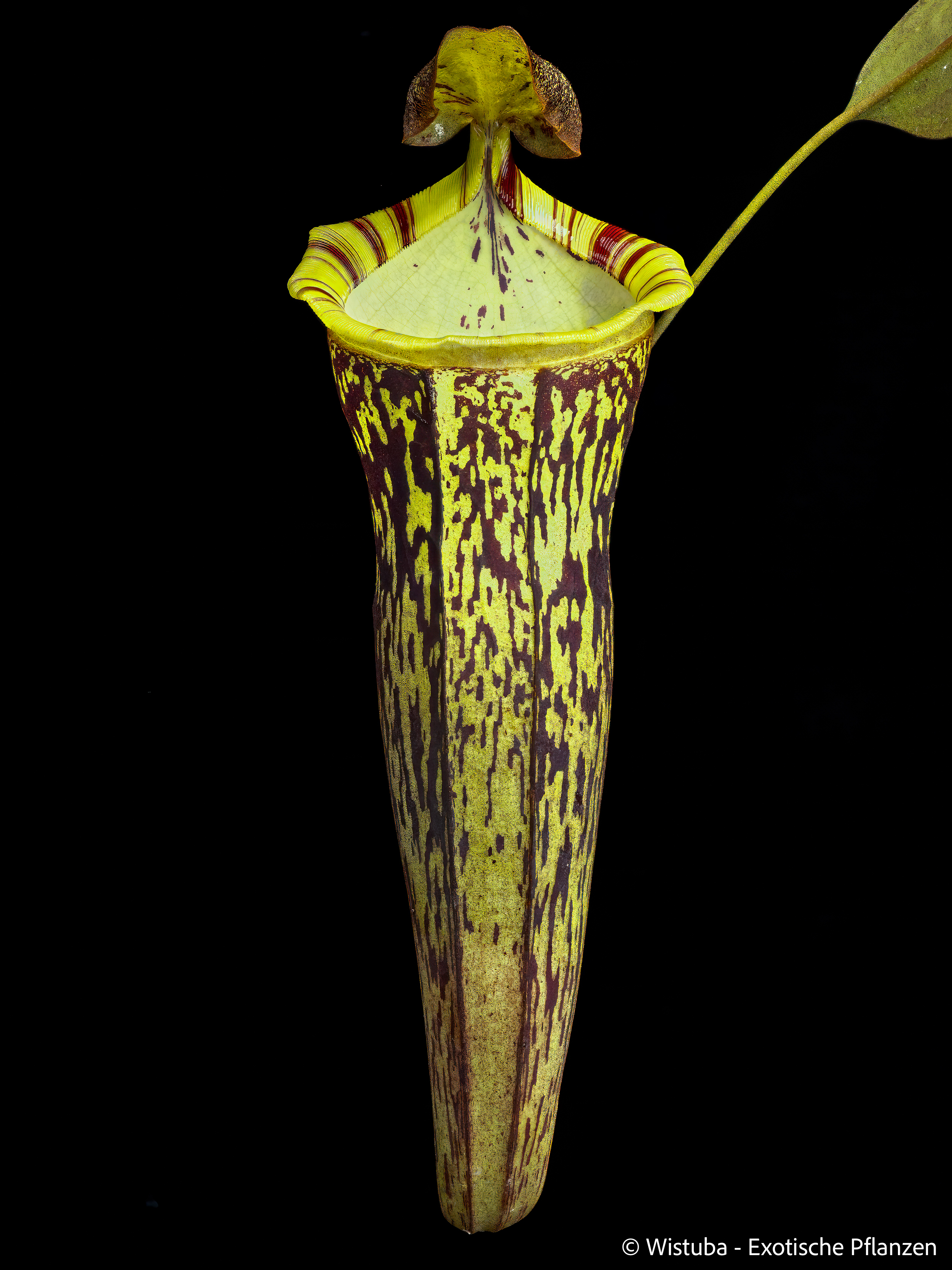 Nepenthes spectabilis (Bandahara Giant) x campanulata