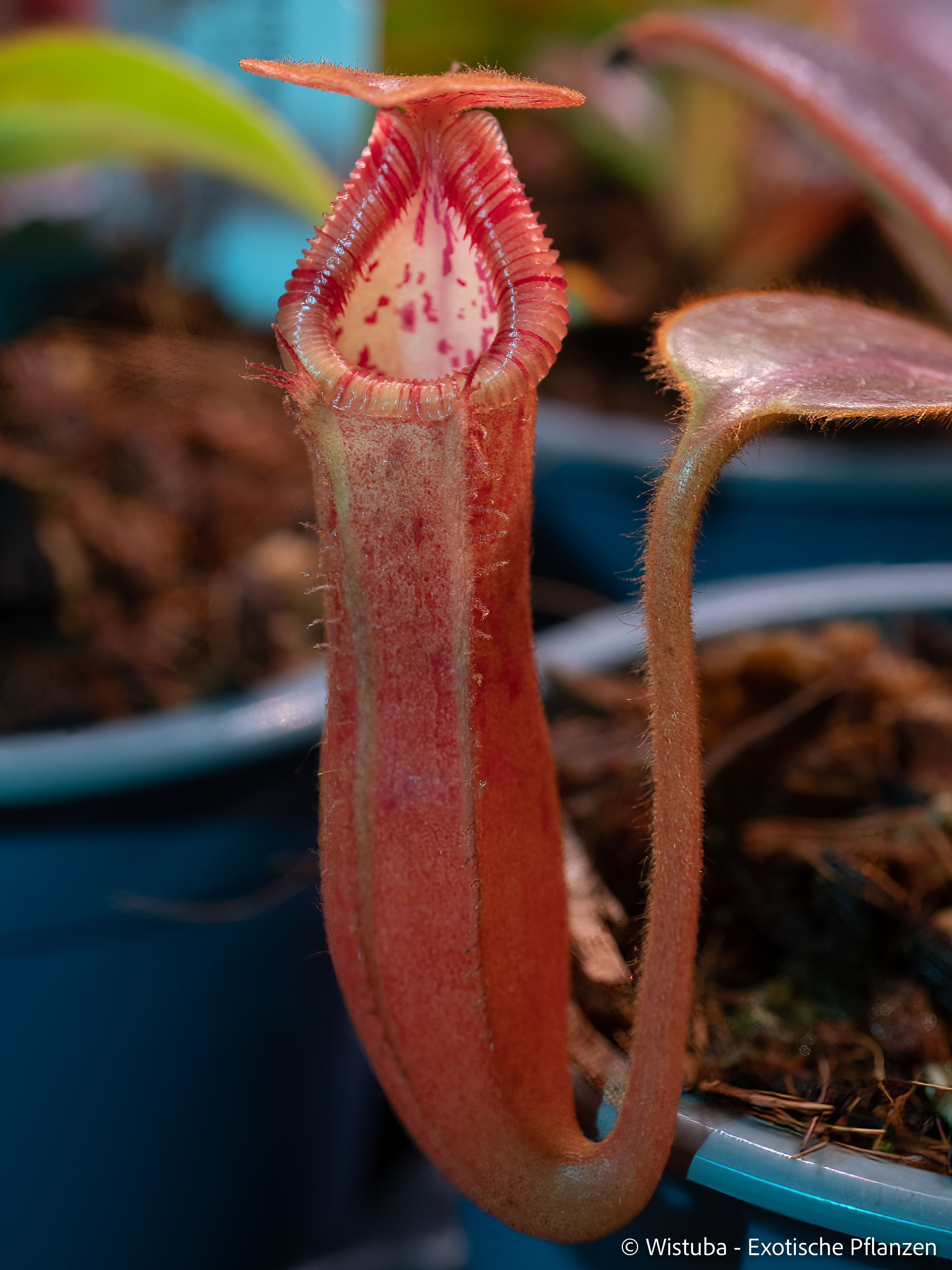 Nepenthes glandulifera x edwardsiana