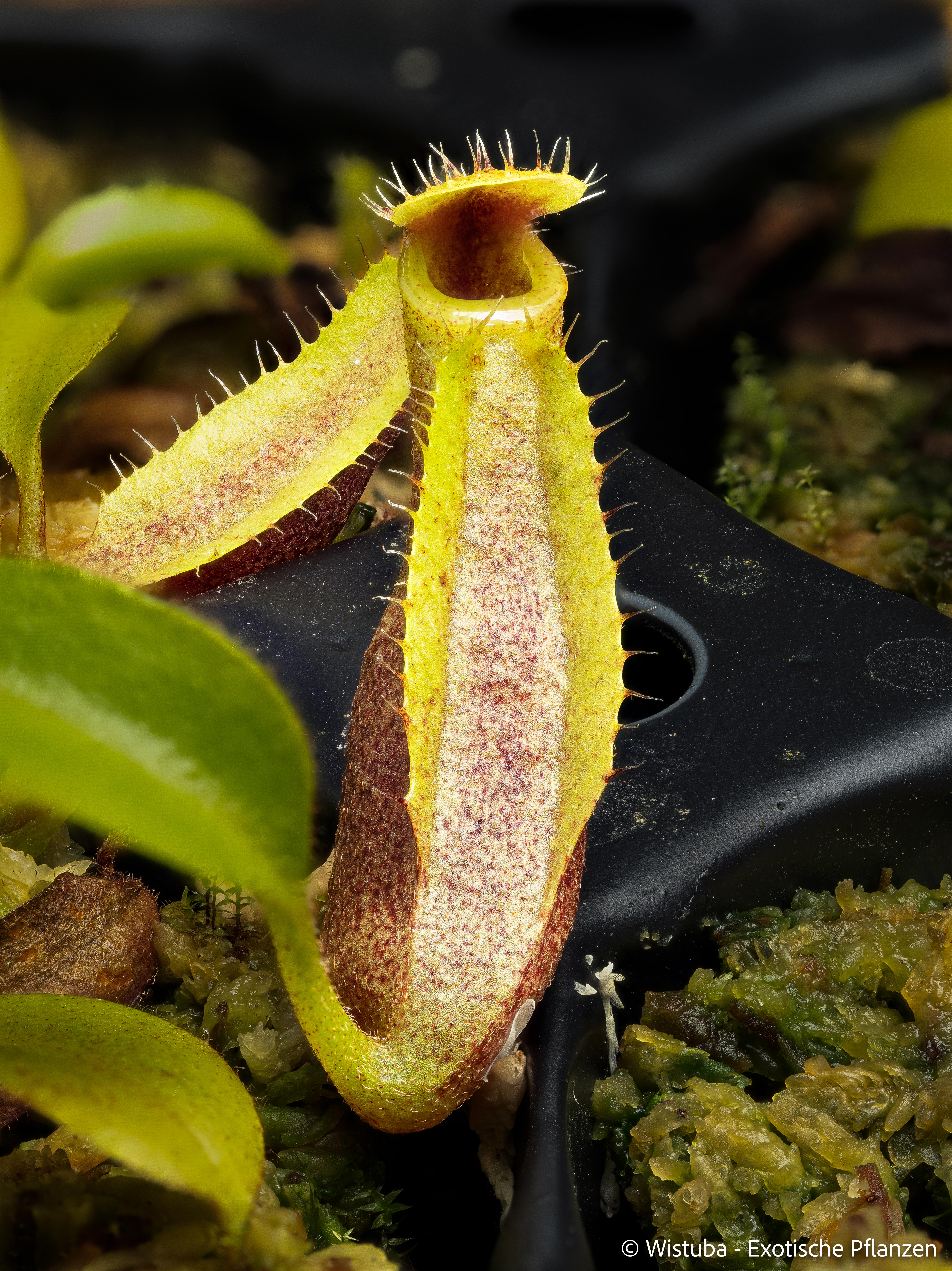 Nepenthes (bongso x inermis) x truncata