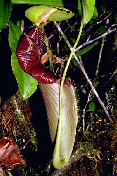 Nepenthes ovata (Pangulubao, Sumatra)