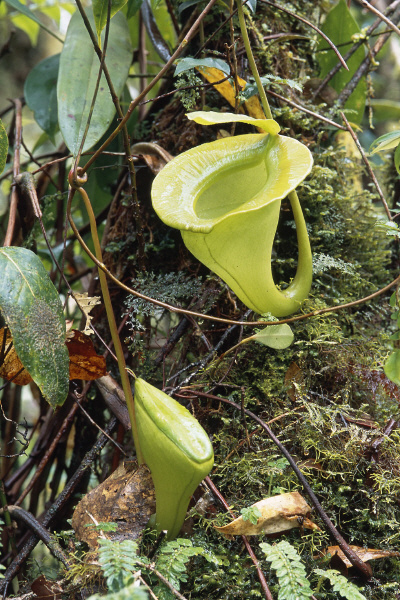 Nepenthes jacquelinae (West Sumatra)