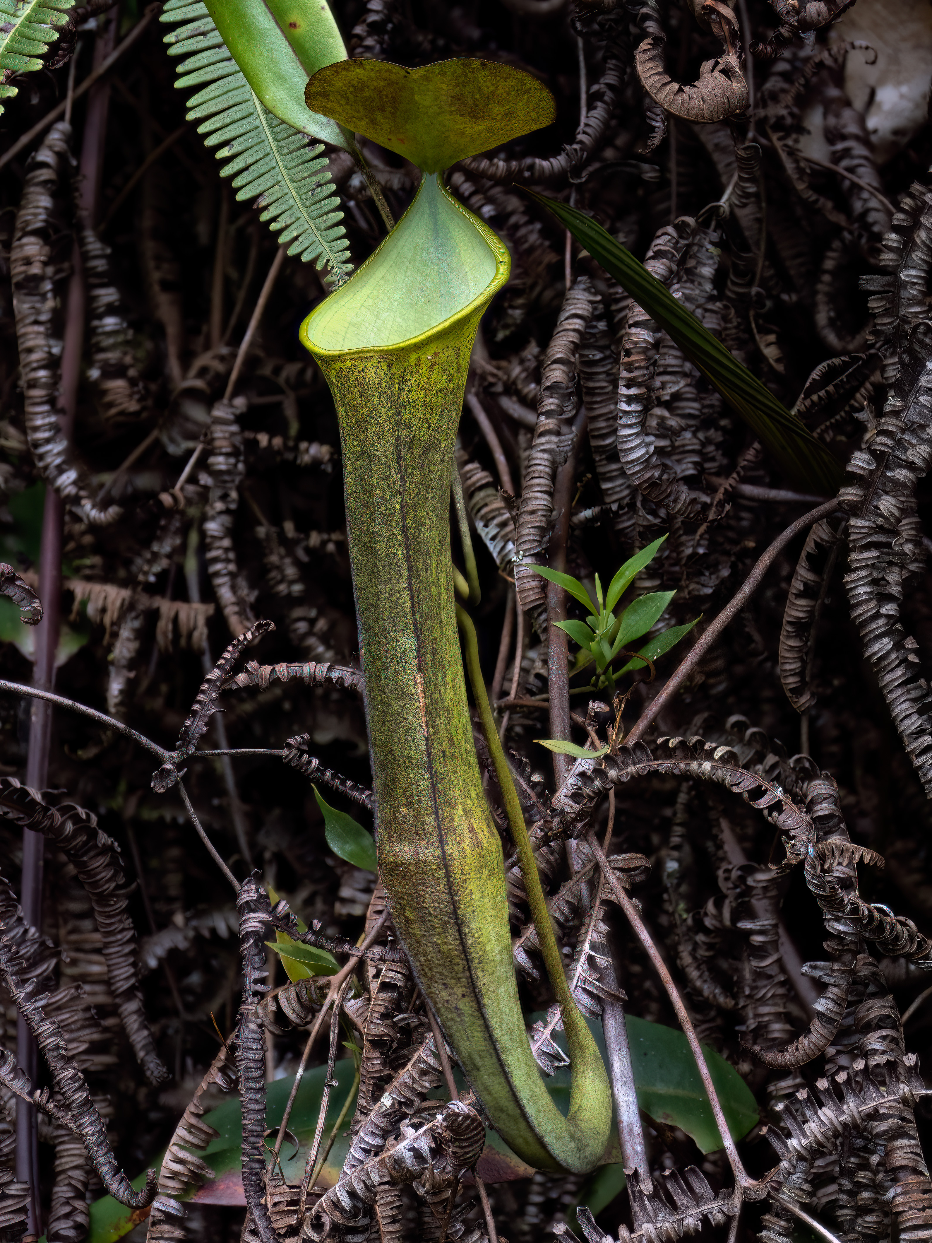 Nepenthes ramispina (Gunung Ulu Kali)