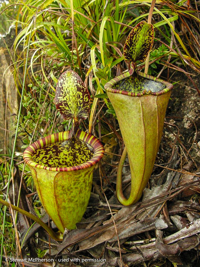 Nepenthes attenboroughii (Mt. Victoria, Palawan)