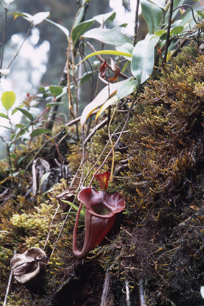 Nepenthes jacquelinae (West Sumatra)