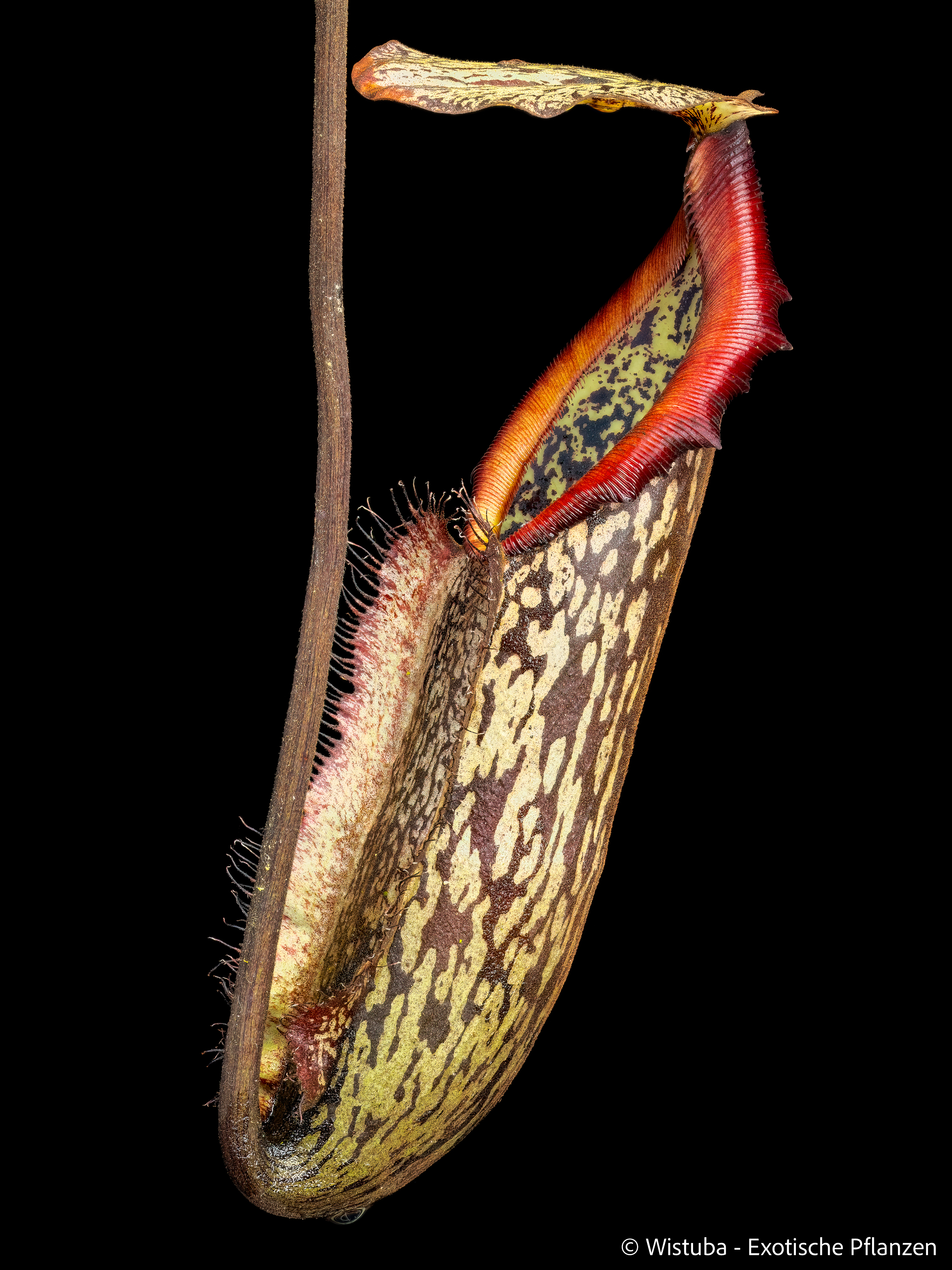 Nepenthes mapuluensis (East Kalimantan)