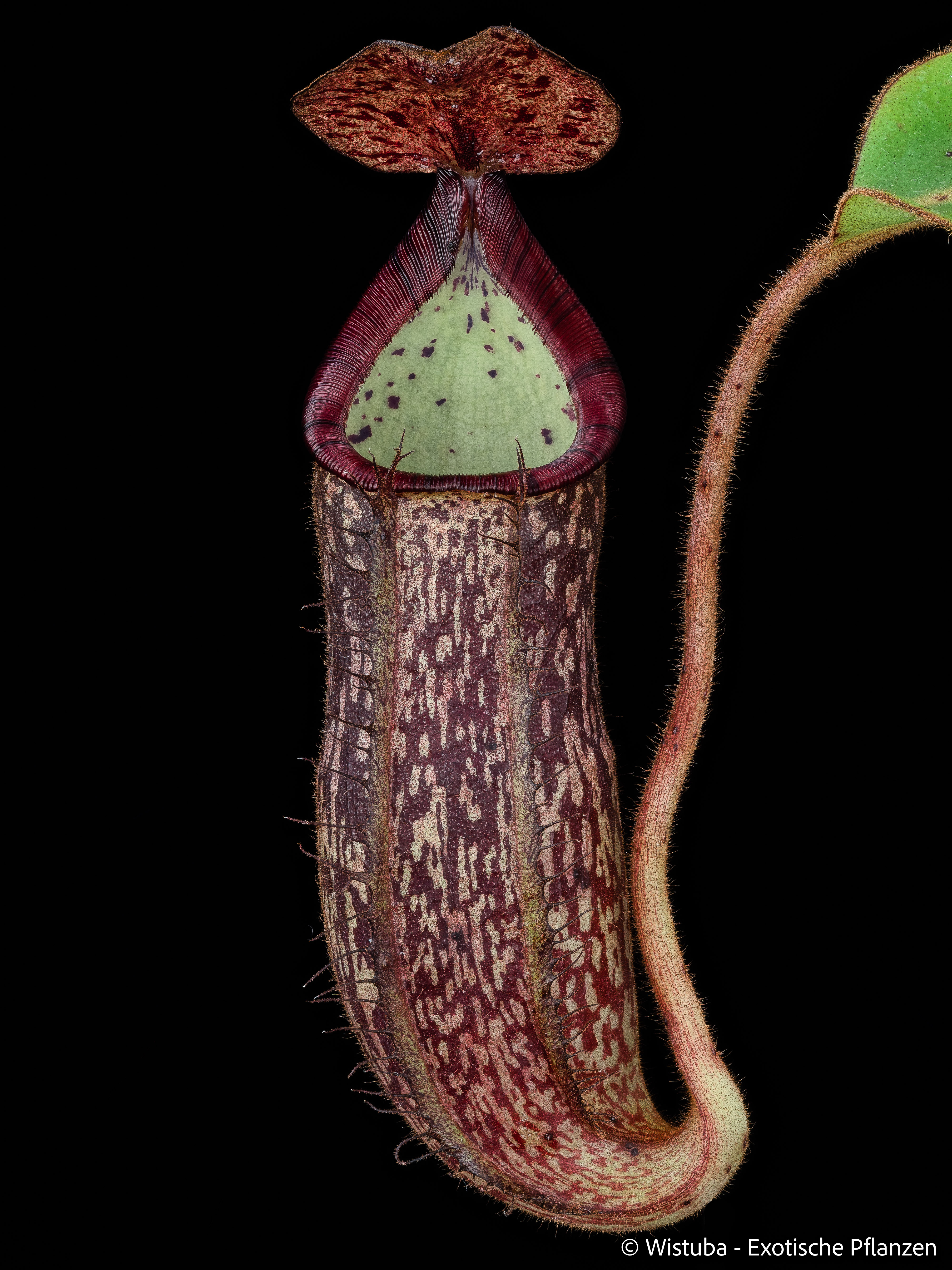 Nepenthes glandulifera x spectabilis (Band. Giant)