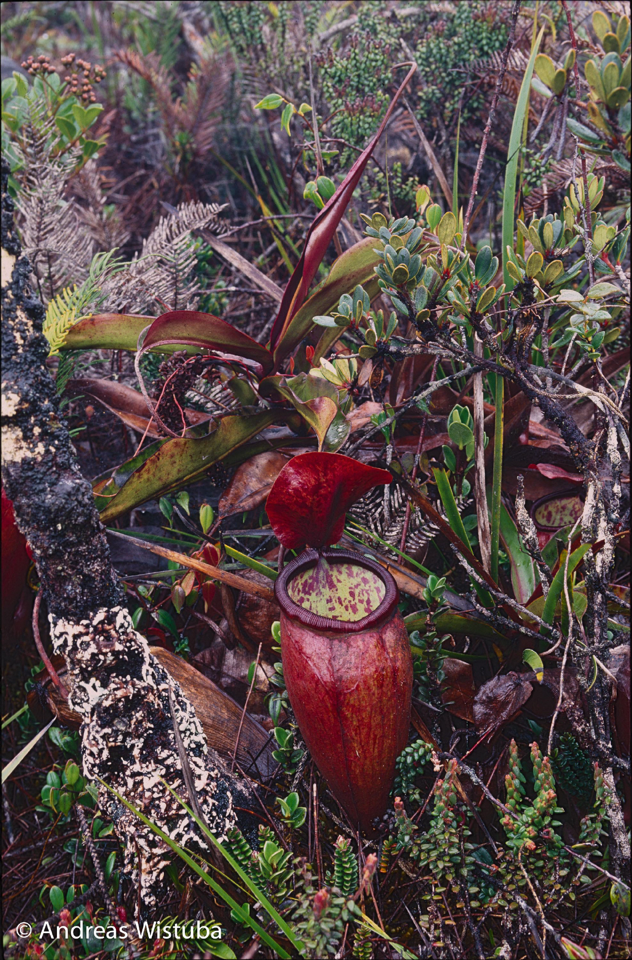 Nepenthes lamii (Doorman's Top)