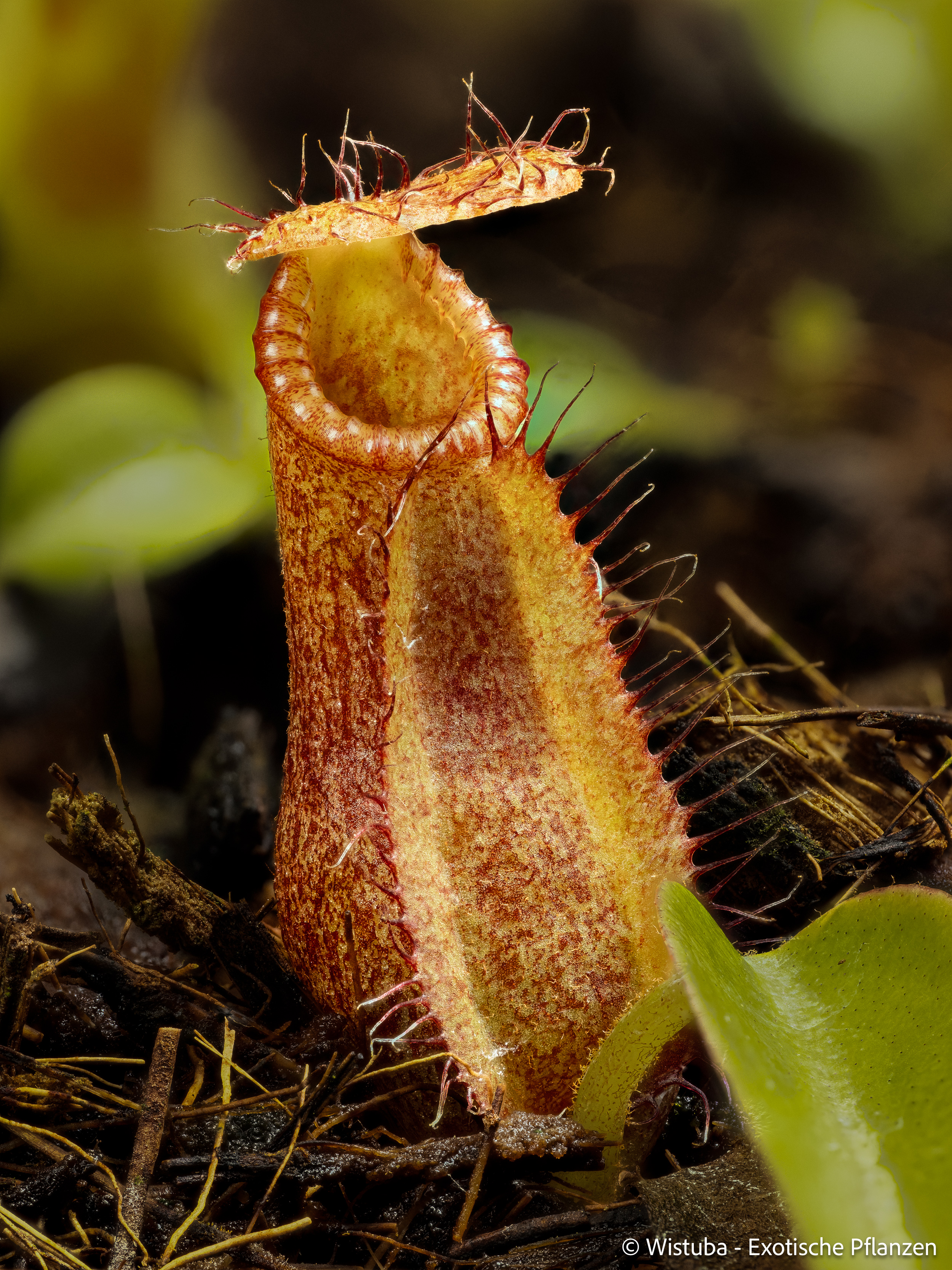 Nepenthes robcantleyi x diabolica
