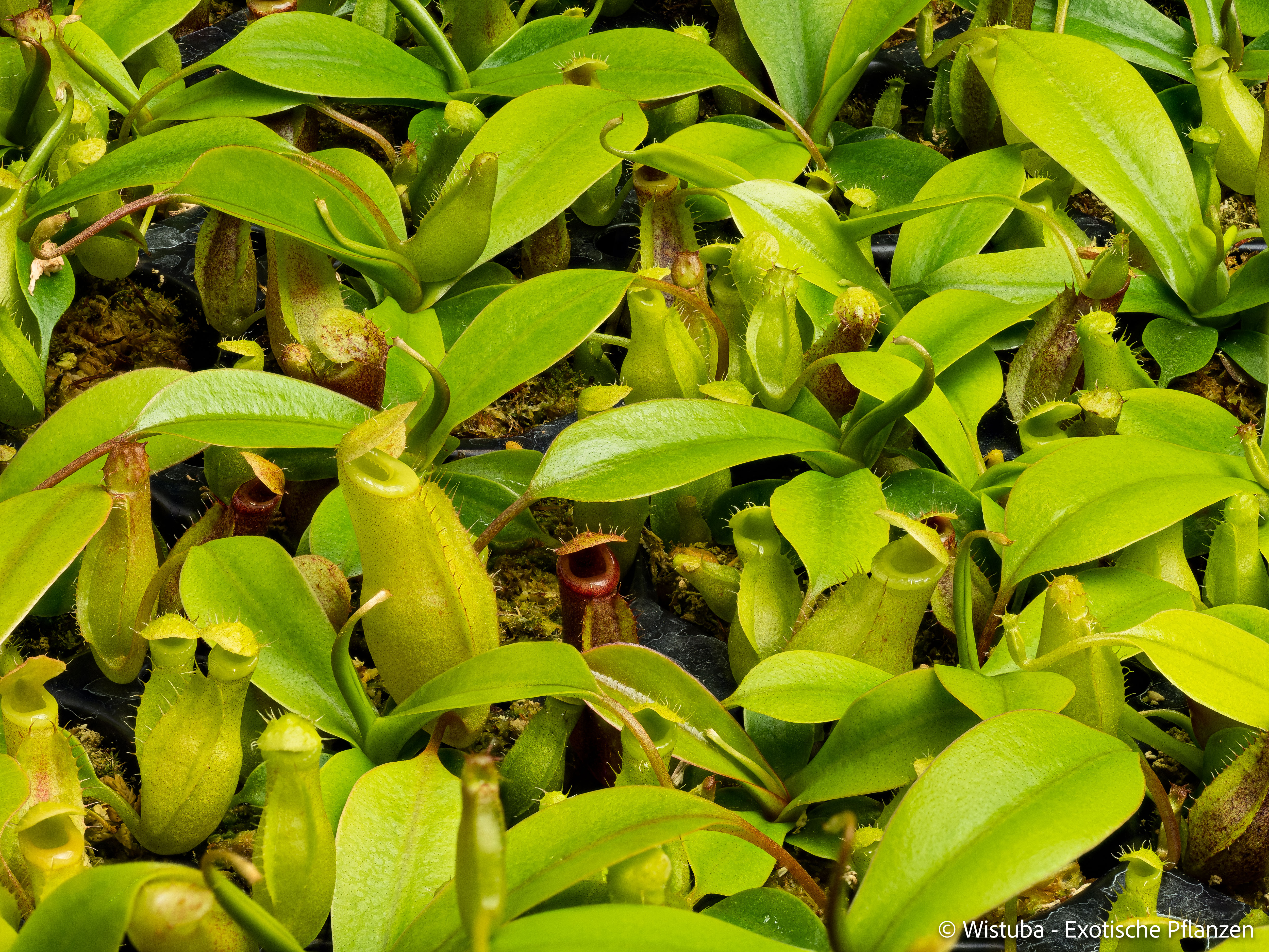 Nepenthes (bongso x inermis) x sibuyanensis