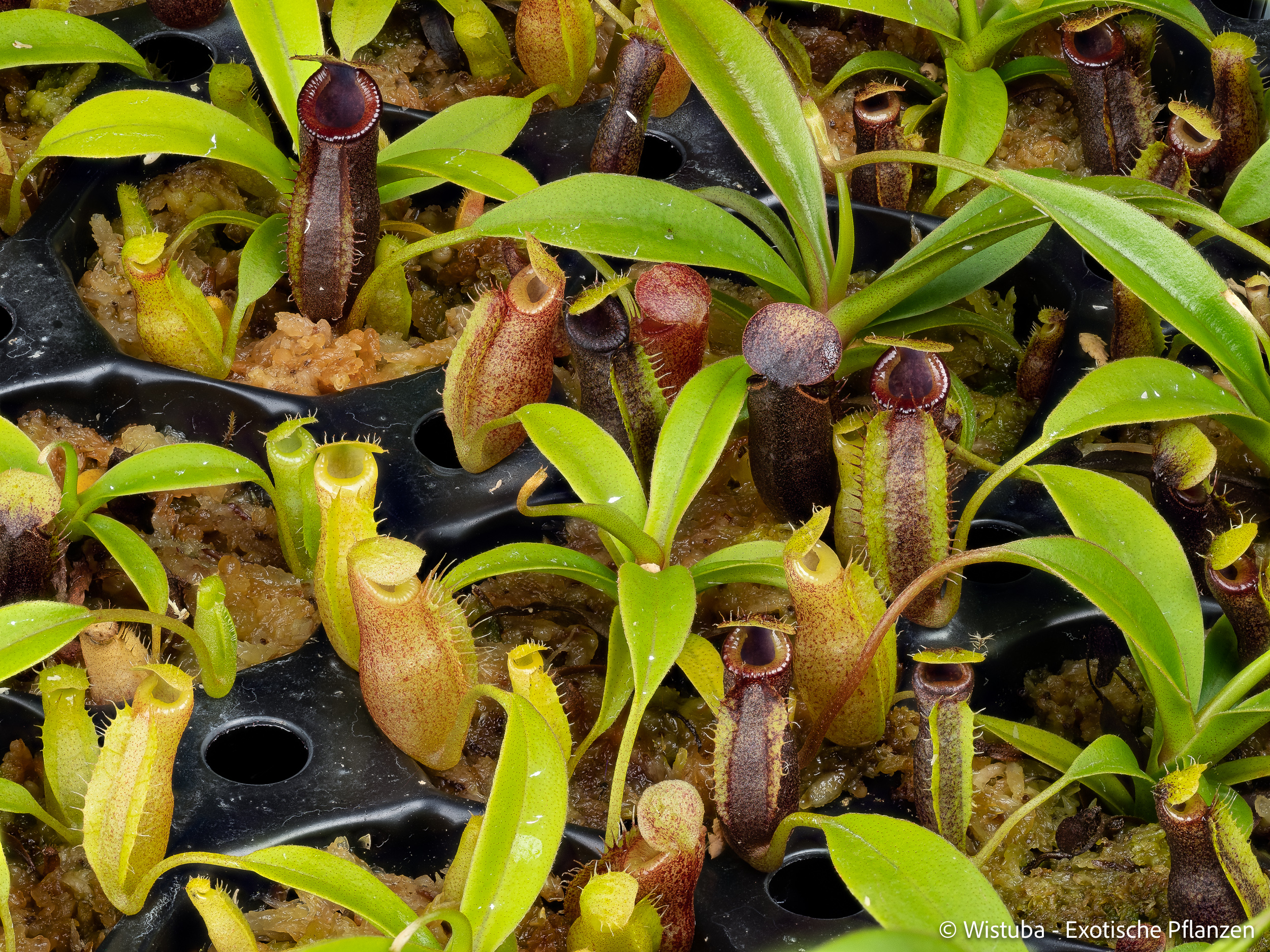 Nepenthes (bongso x inermis) x talangensis