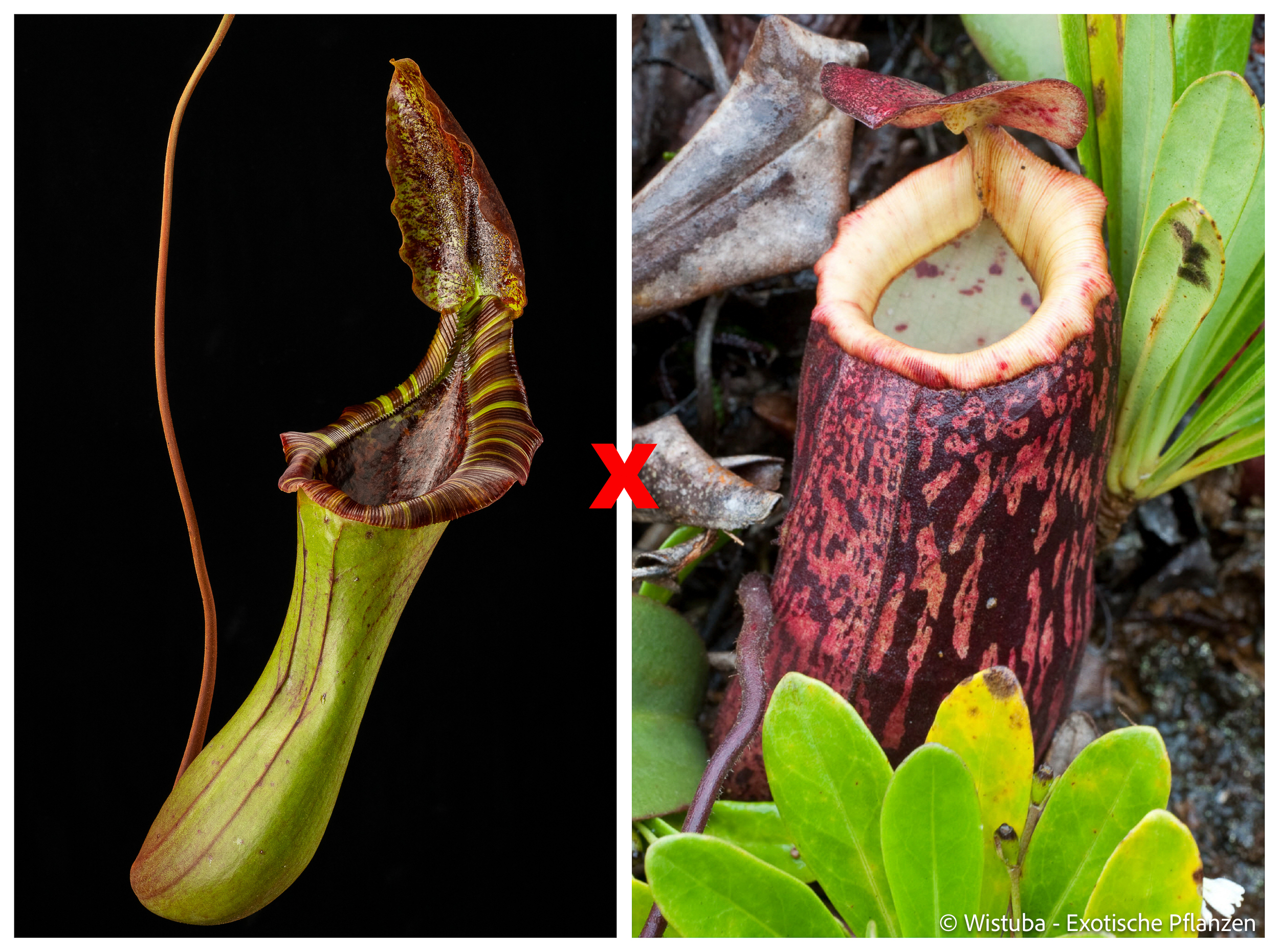 Nepenthes (lowii x truncata squat) x peltata