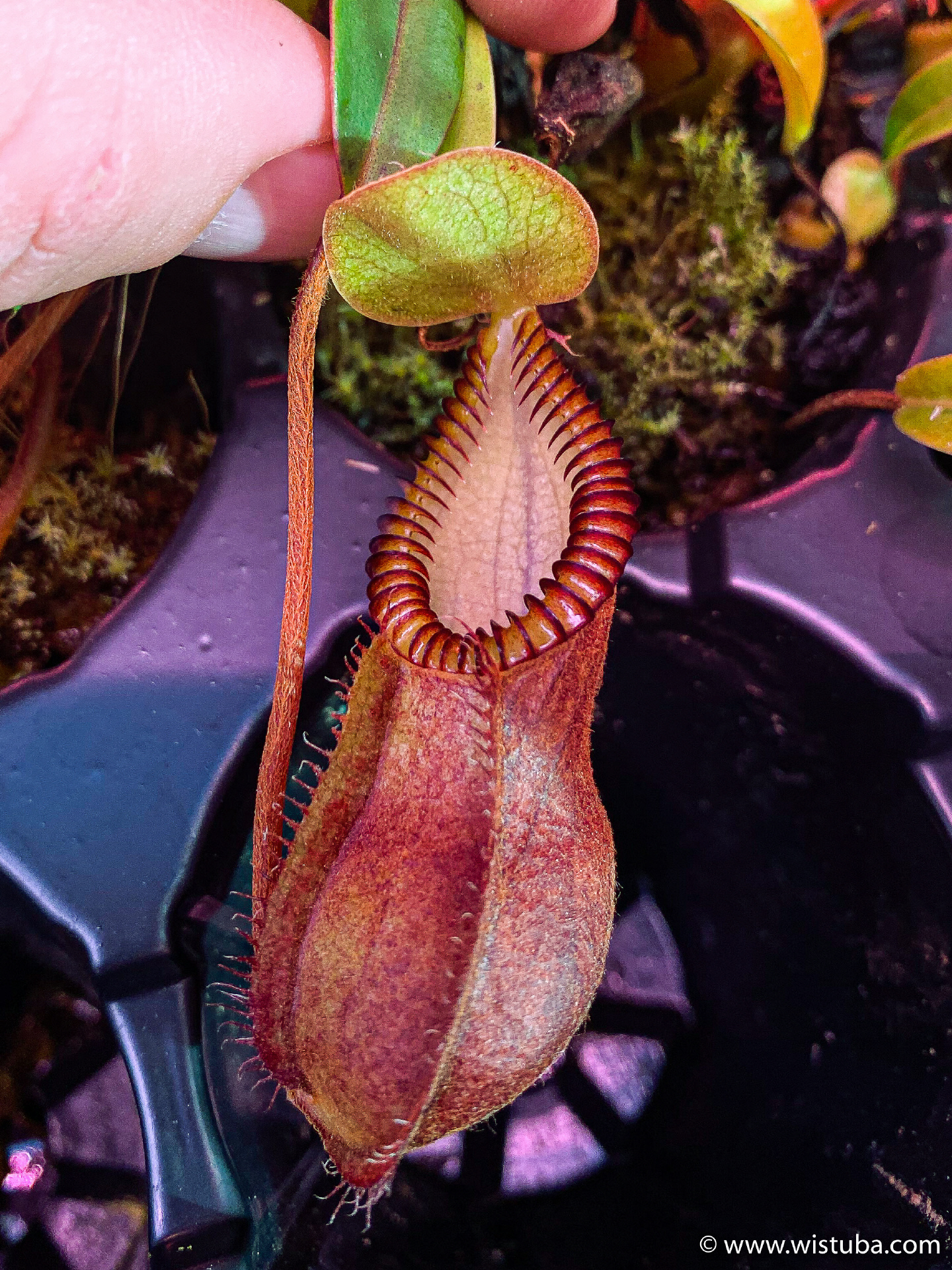 Nepenthes diabolica (="Red Hairy Hamata" = "RHH")