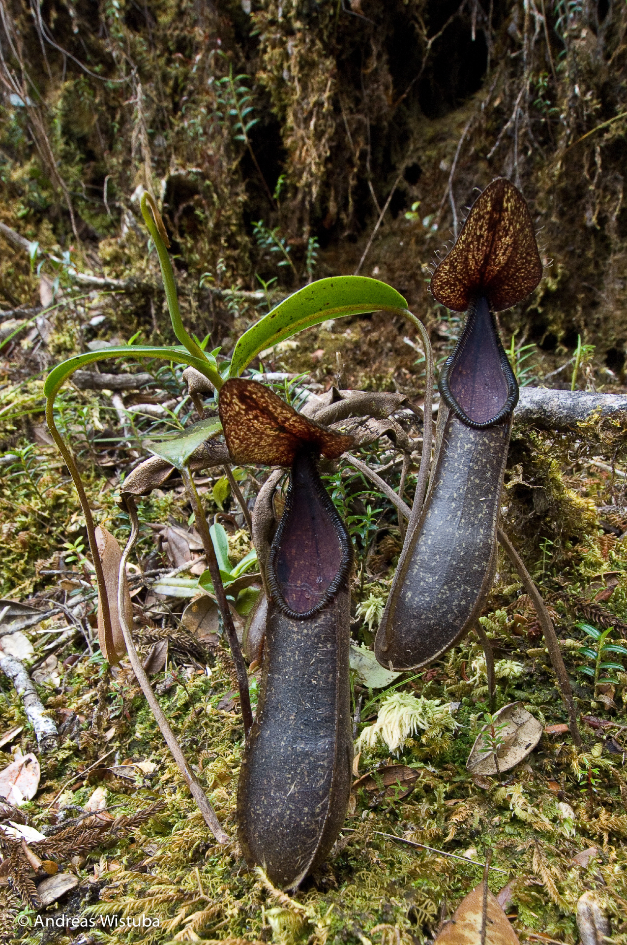Nepenthes nigra (Gunung Katopasa)