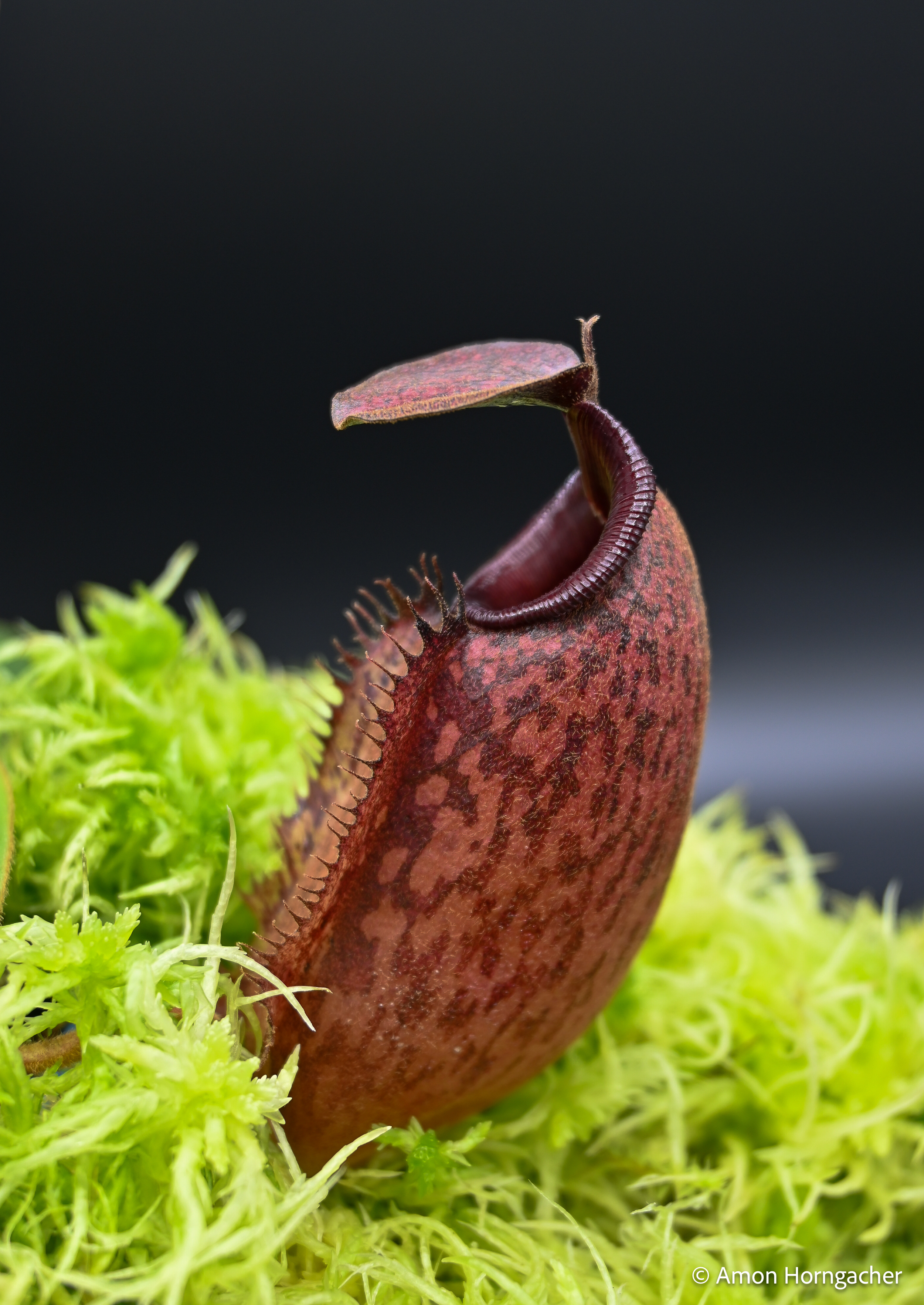 Nepenthes aristolochioides x veitchii (red striped peristome)