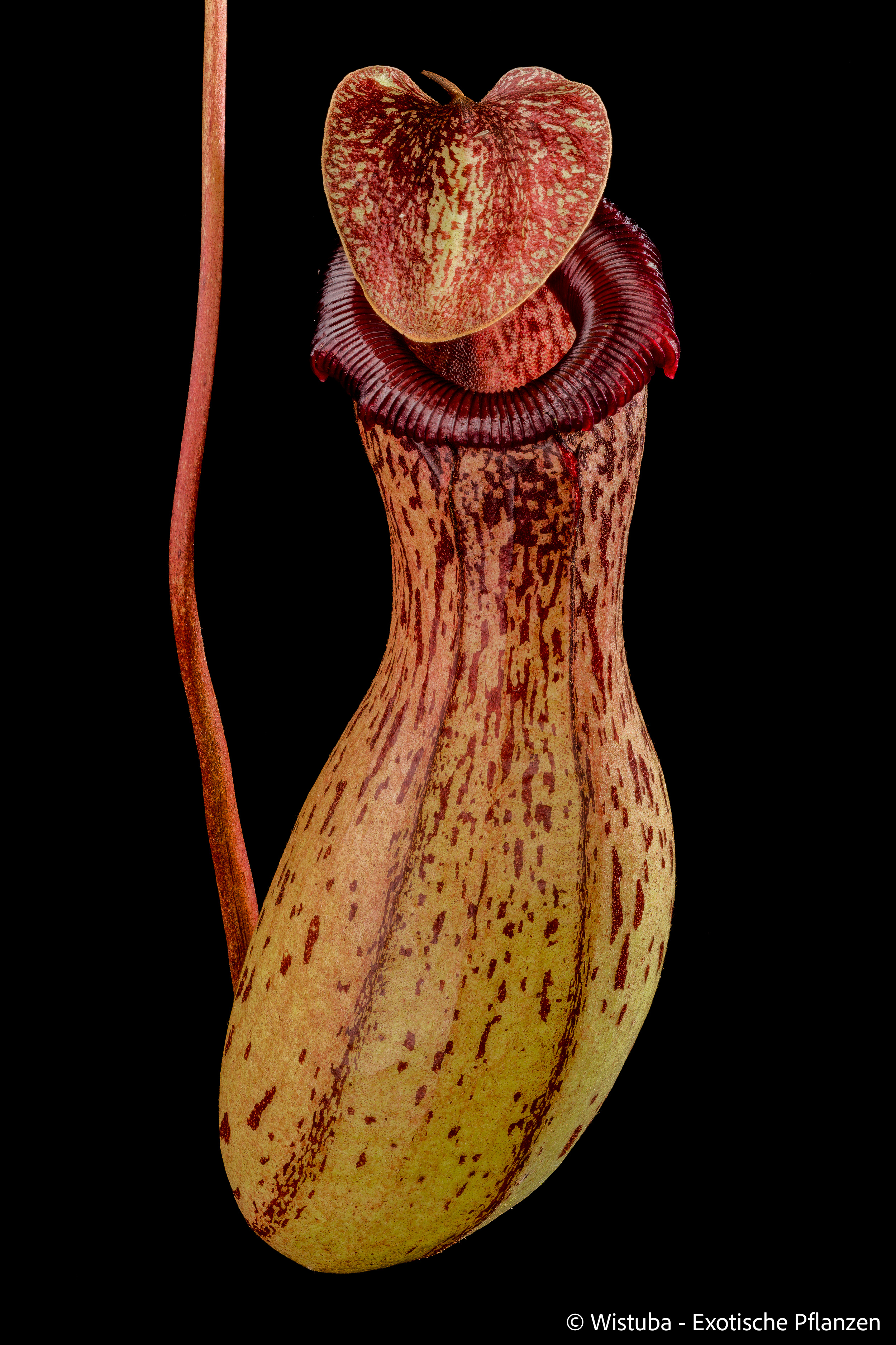 Nepenthes ventricosa (Madja-As)