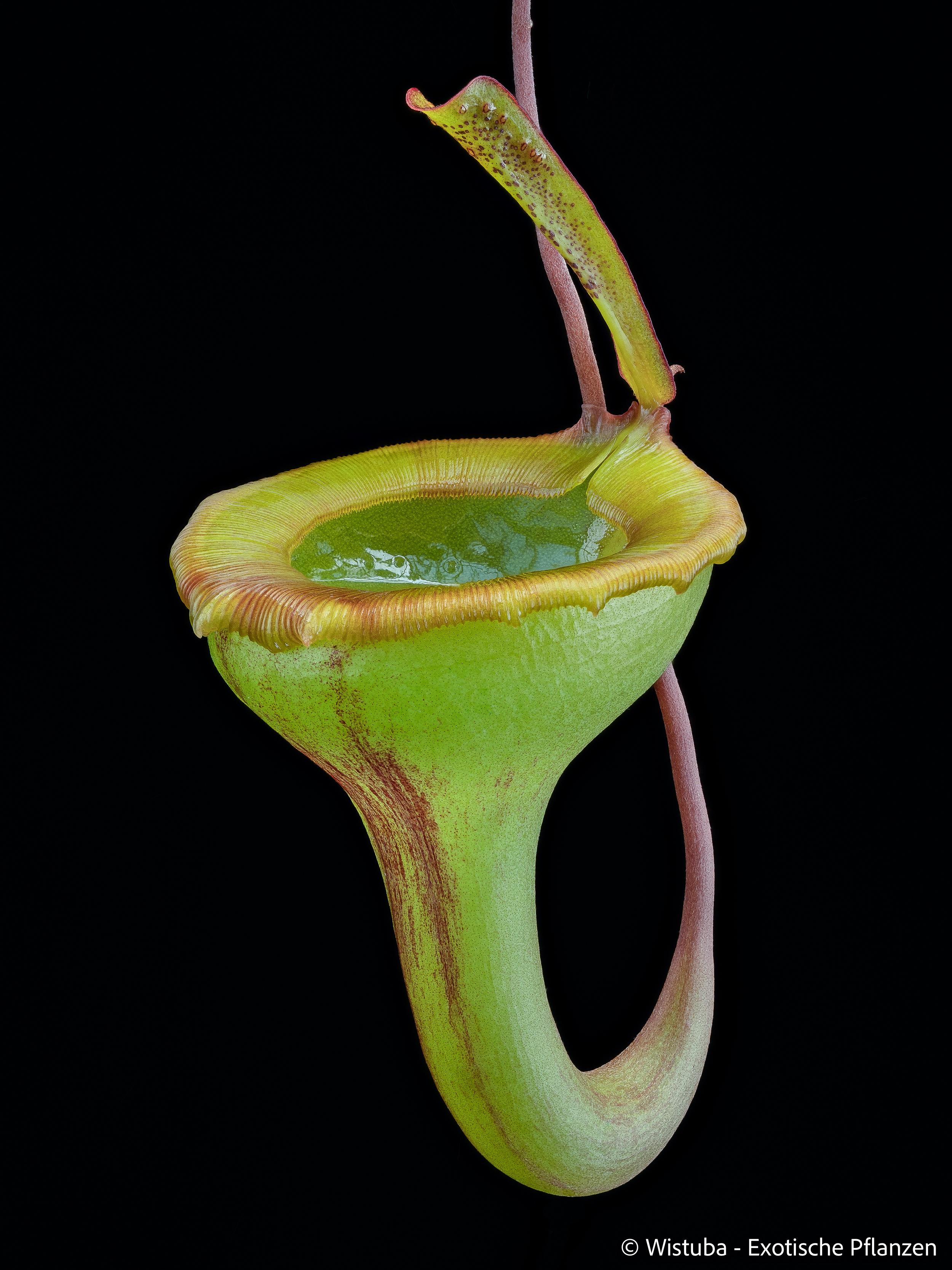 Nepenthes jamban (Sumatra)