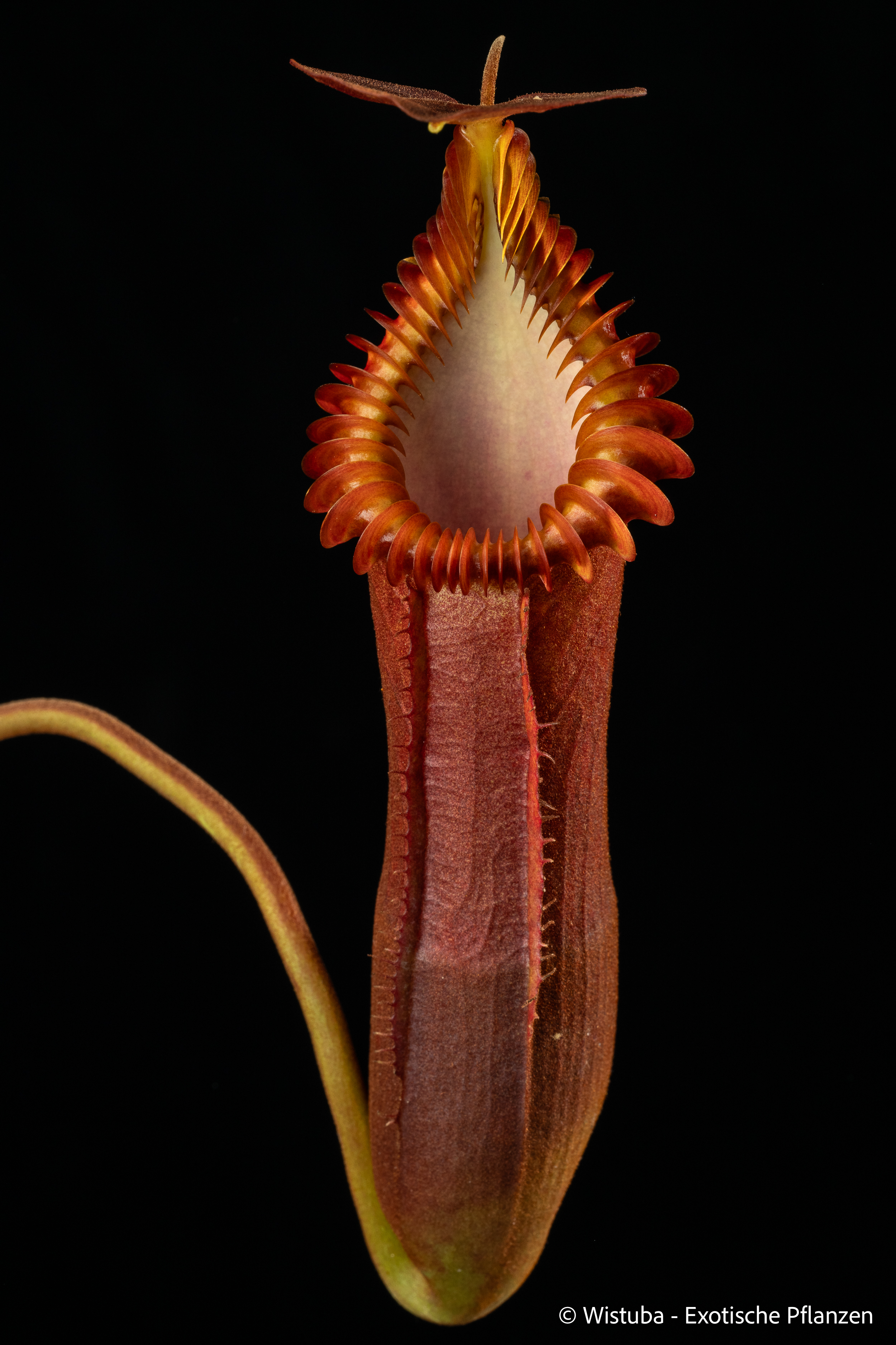 Nepenthes edwardsiana (Tamb.)