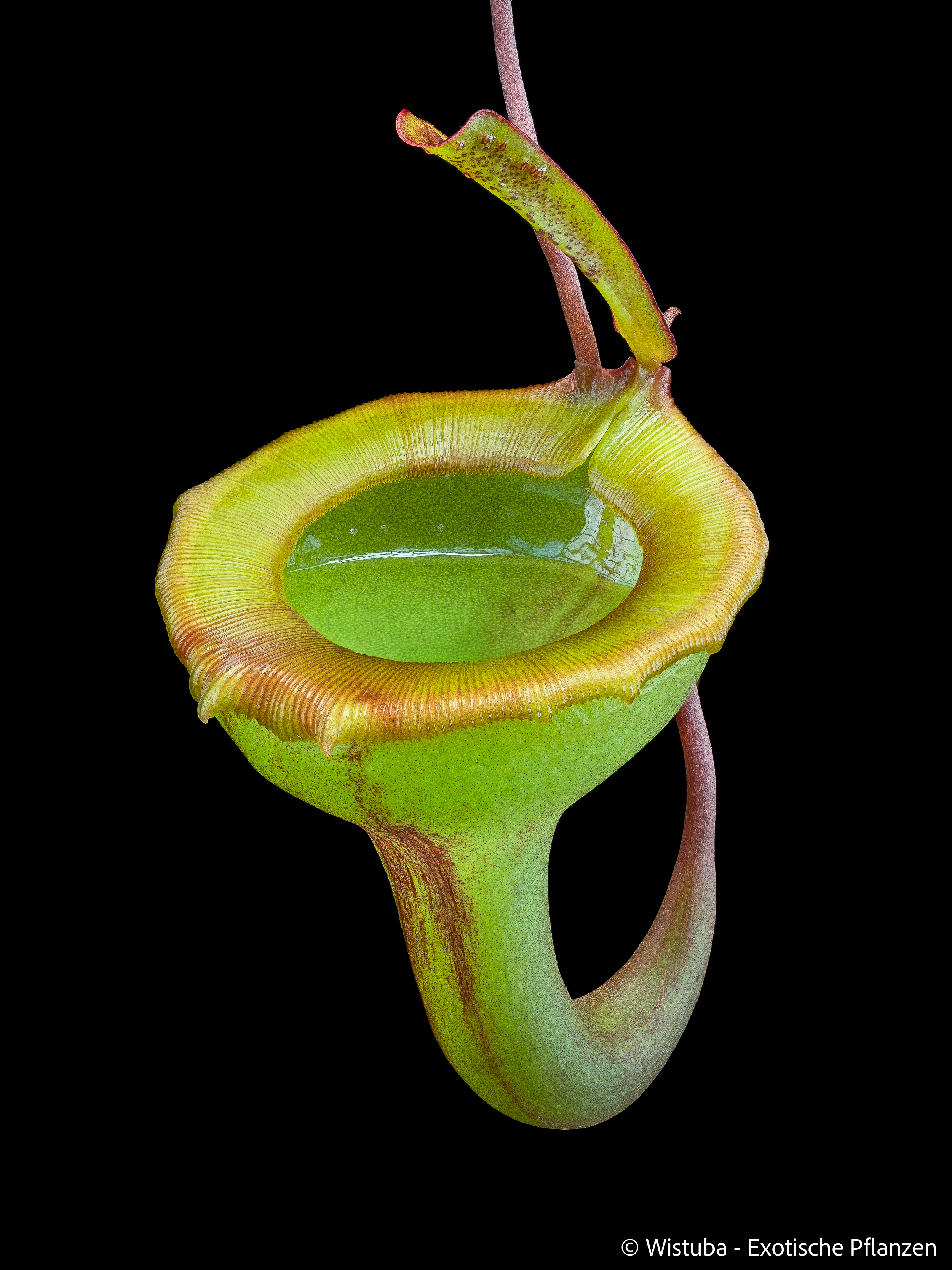 Nepenthes jamban (Sumatra)