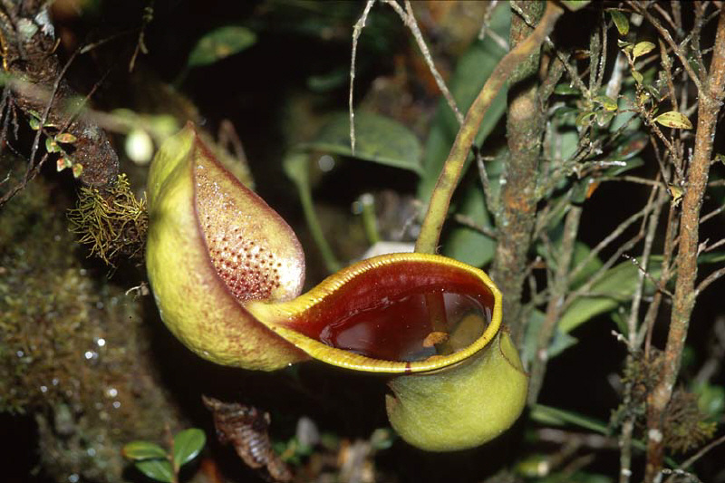 Nepenthes ephippiata (Gunung Raya, Borneo)
