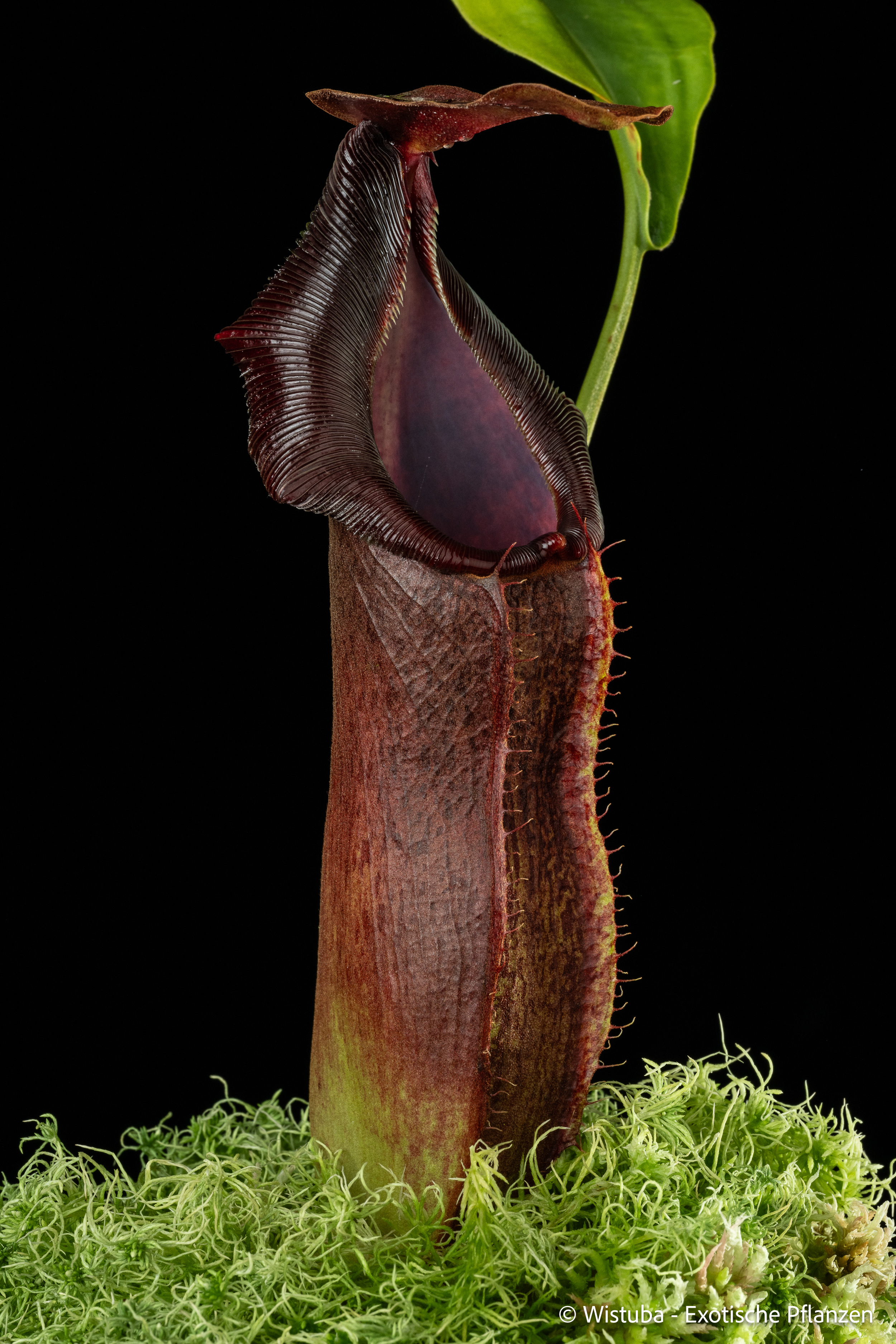 Nepenthes adrianii  (Sumatra)