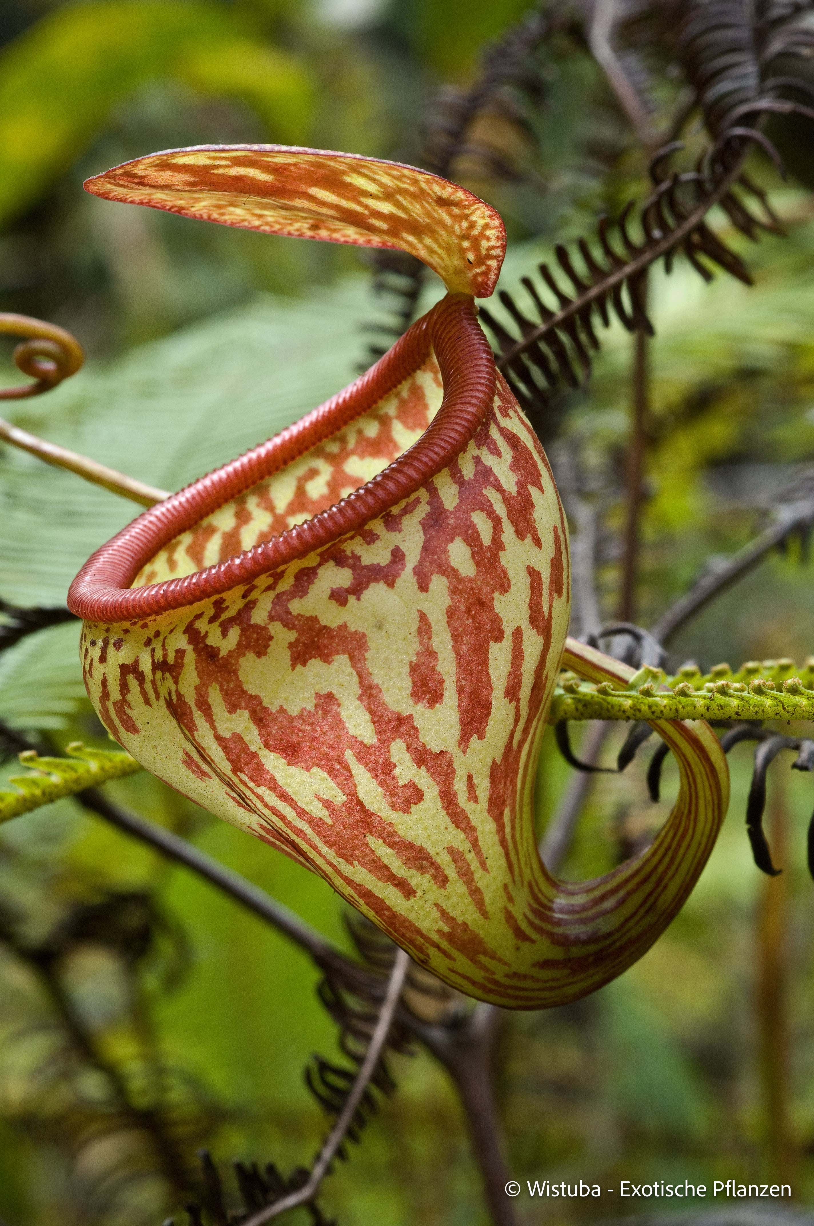 Nepenthes pitopangii ("Speckled form")