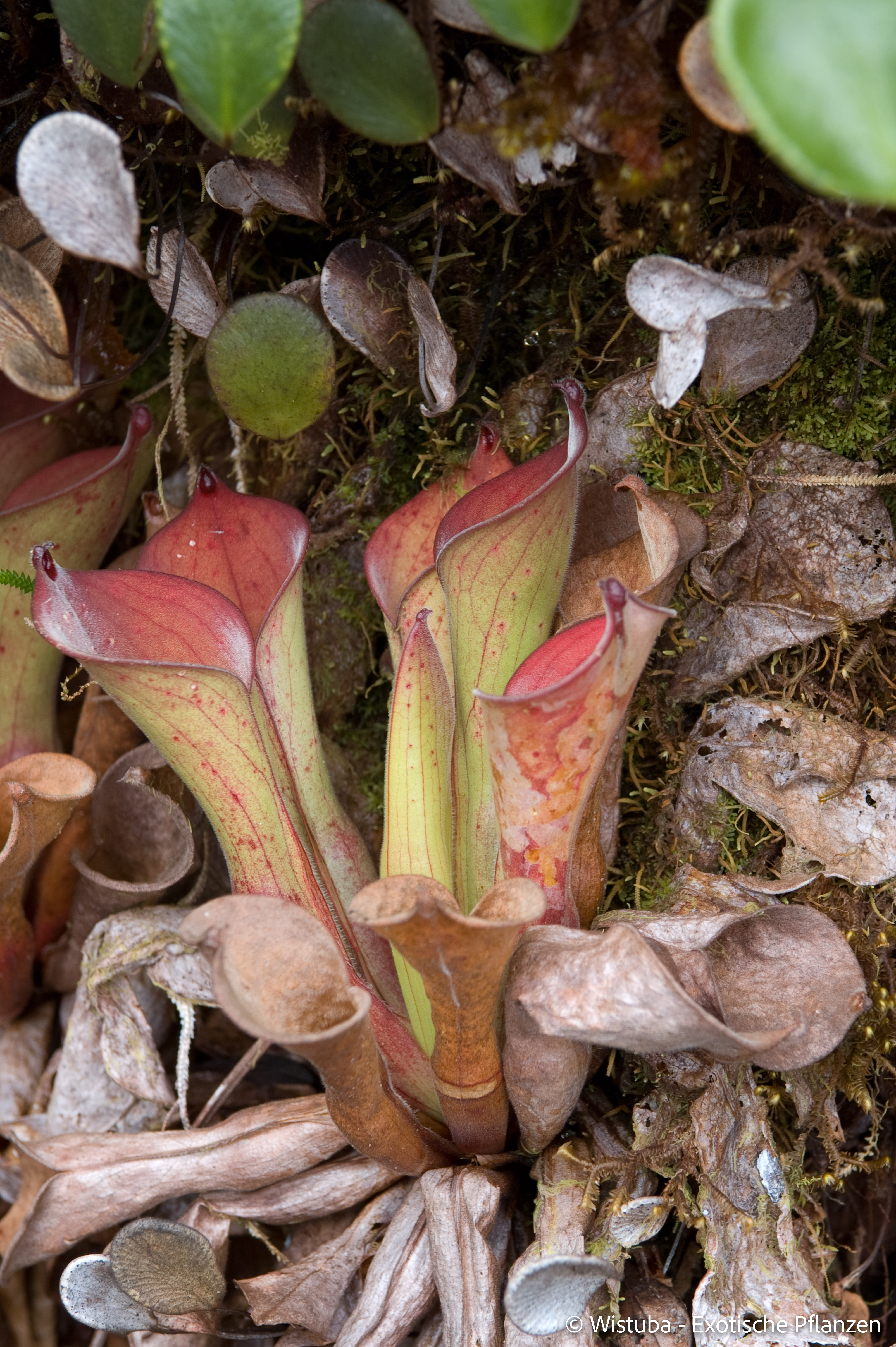 Heliamphora exappendiculata (Amuri Tepui)