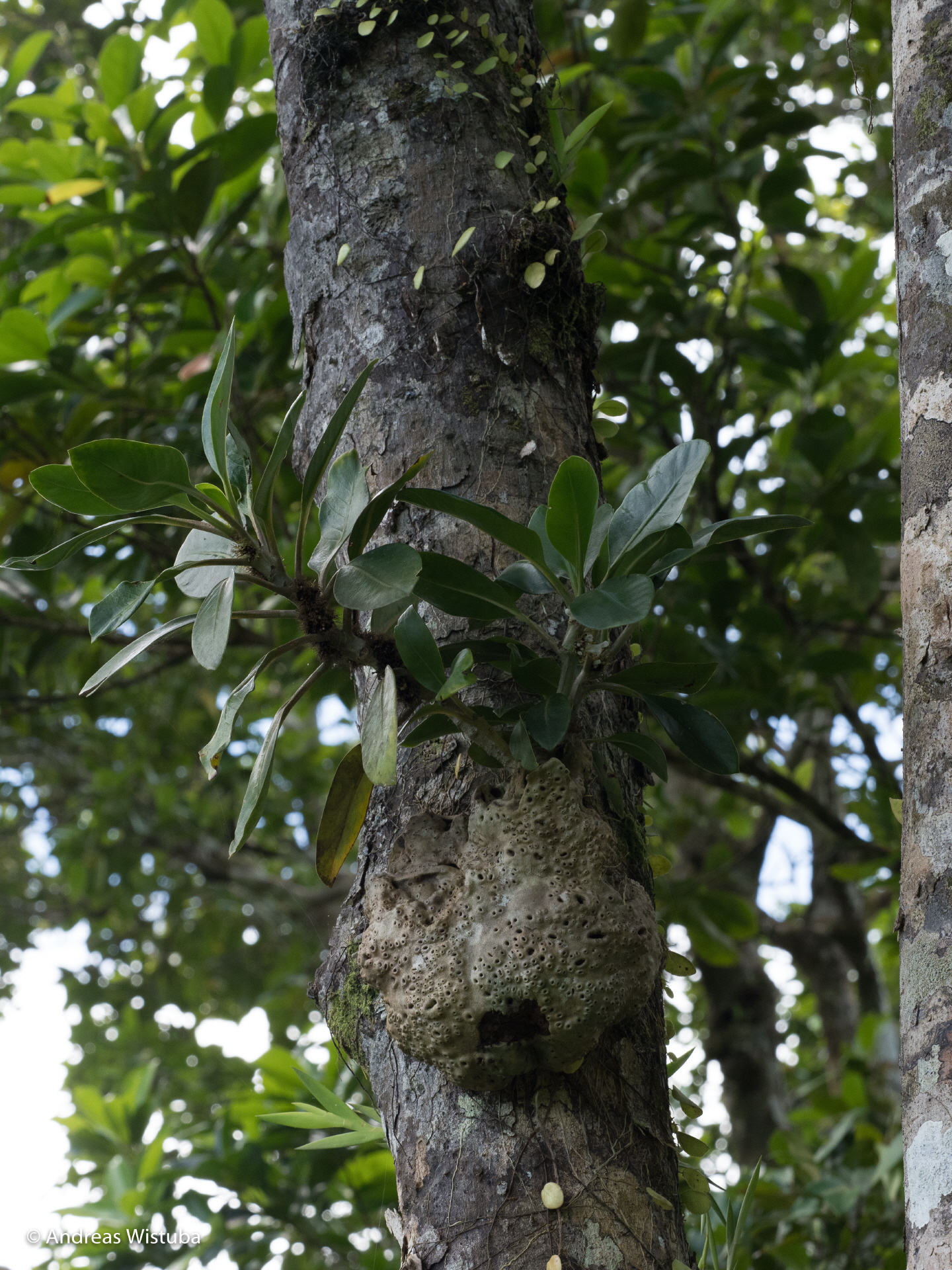 Anthorrhiza recurvispina (?) (Missima Island, PNG)