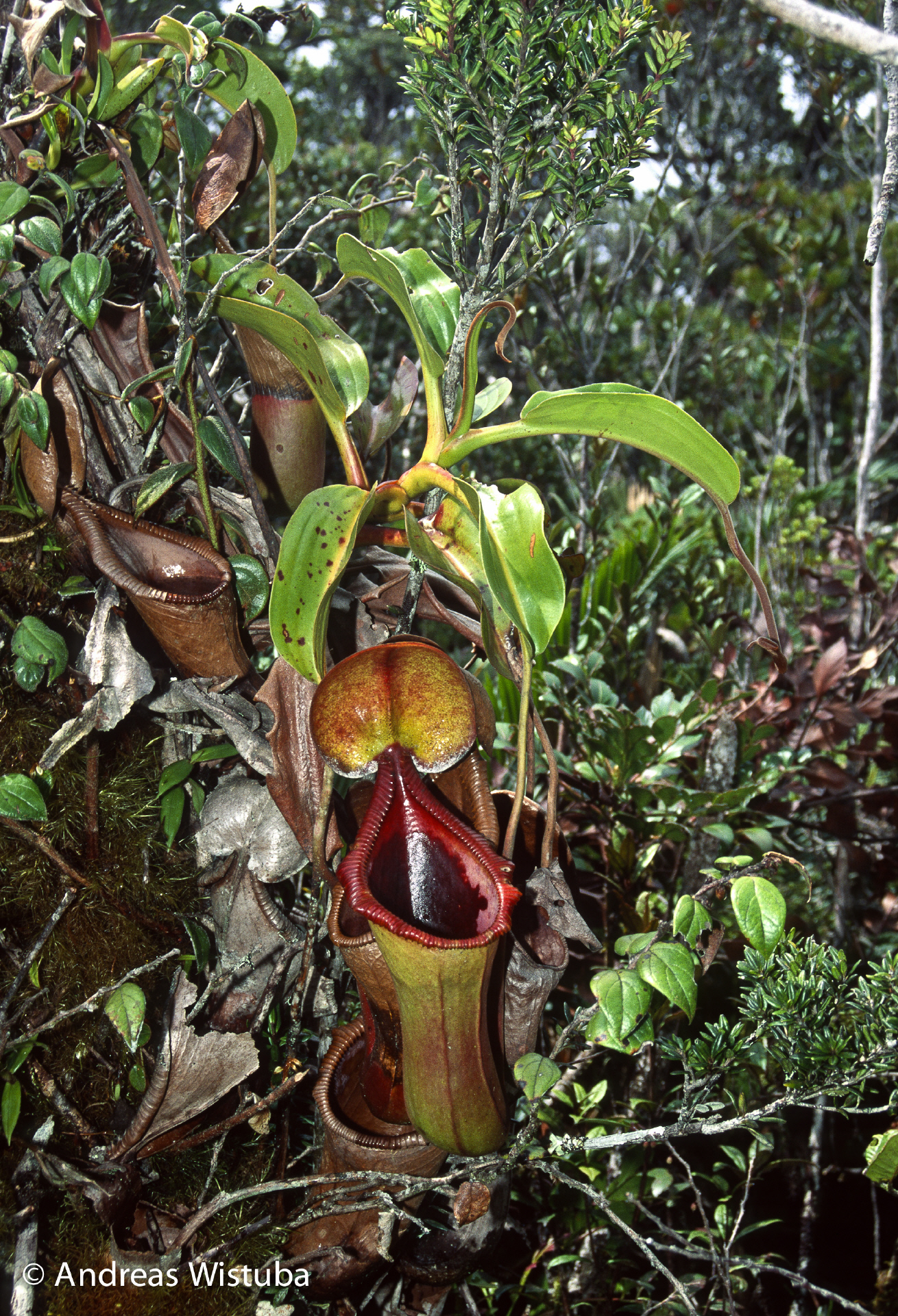 Nepenthes x Trusmadiensis (G. Trusmadi, Borneo)