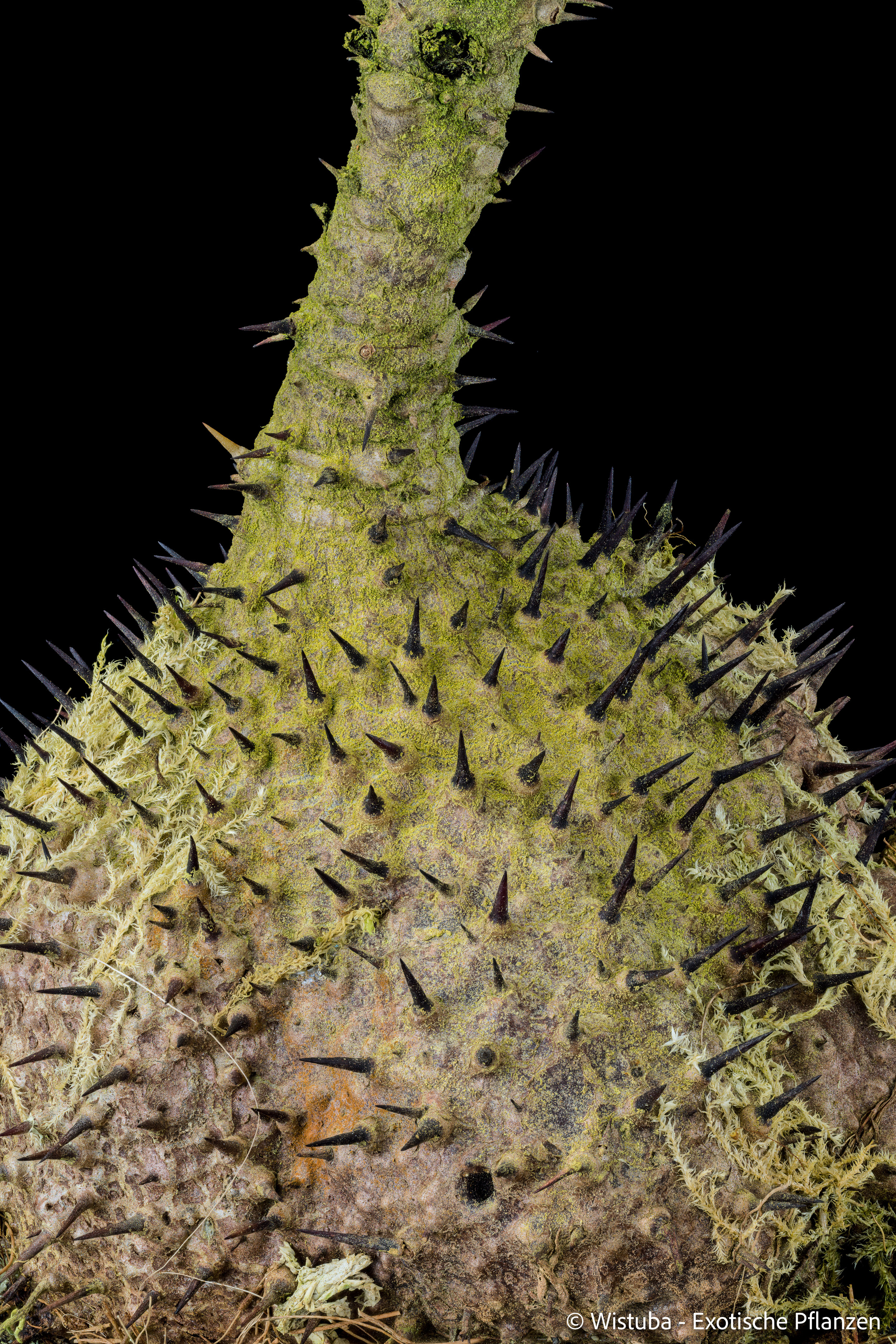 Myrmecodia tuberosa papuana