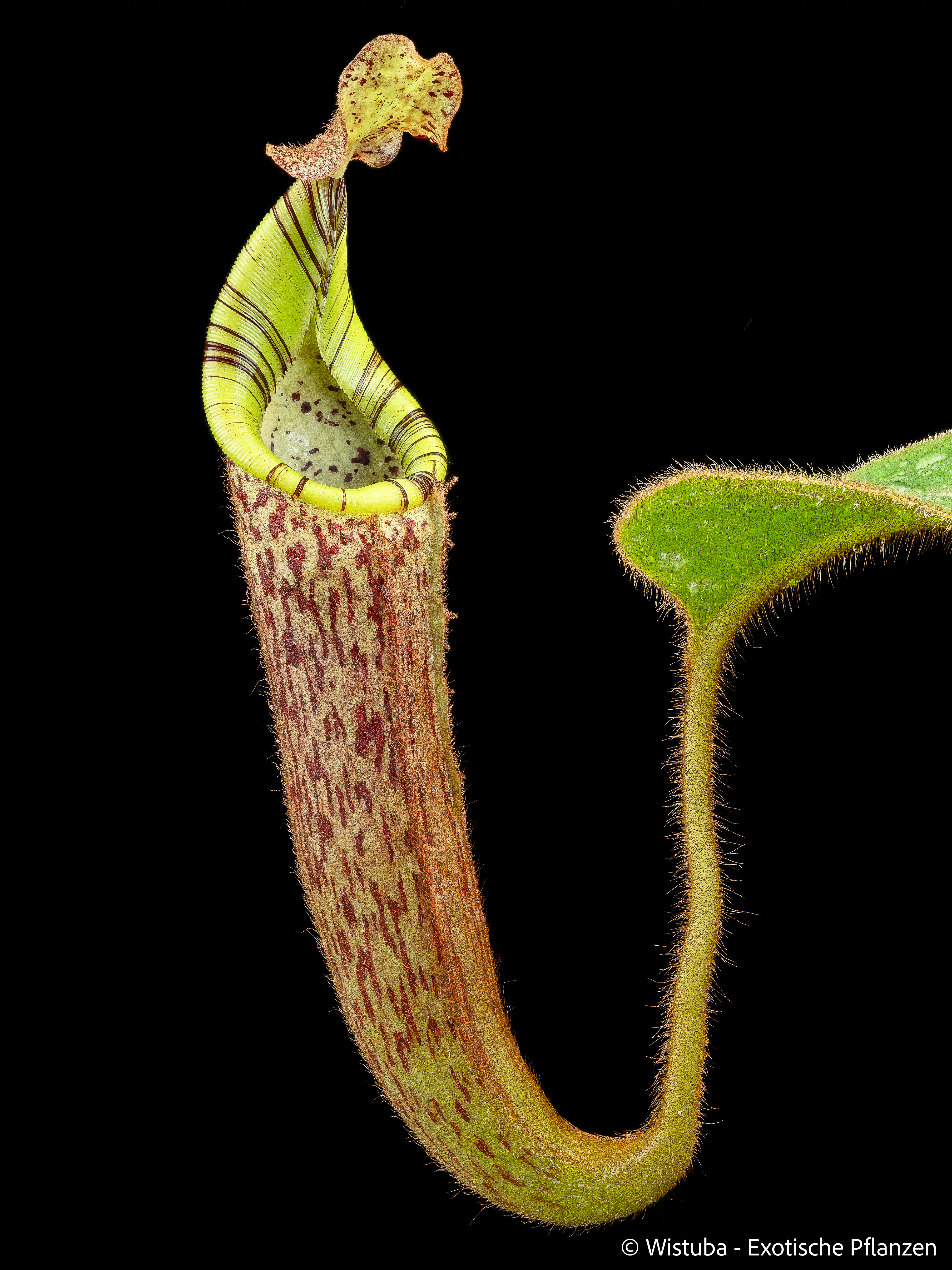 Nepenthes chaniana x mollis