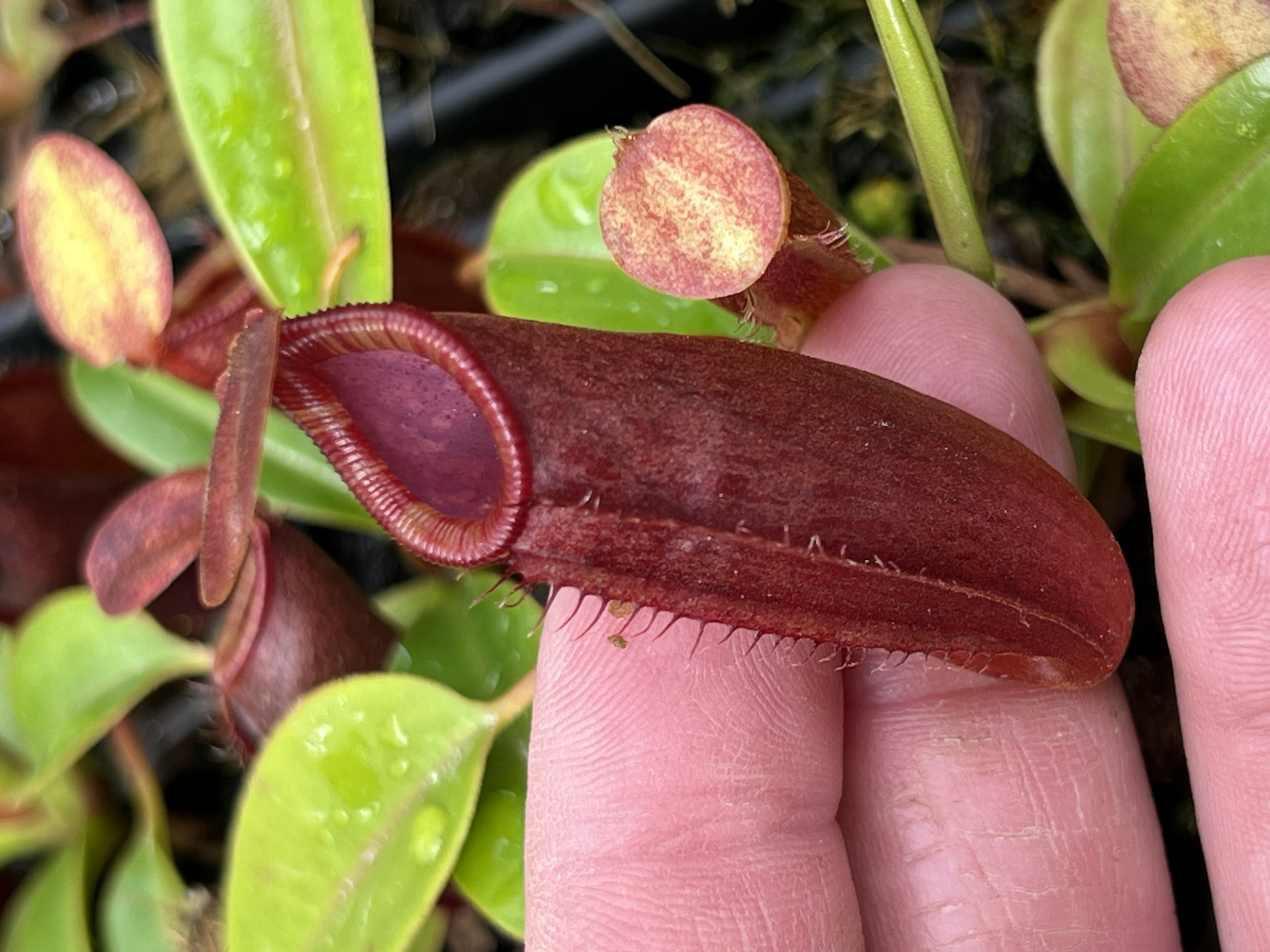 Nepenthes dubia x lowii