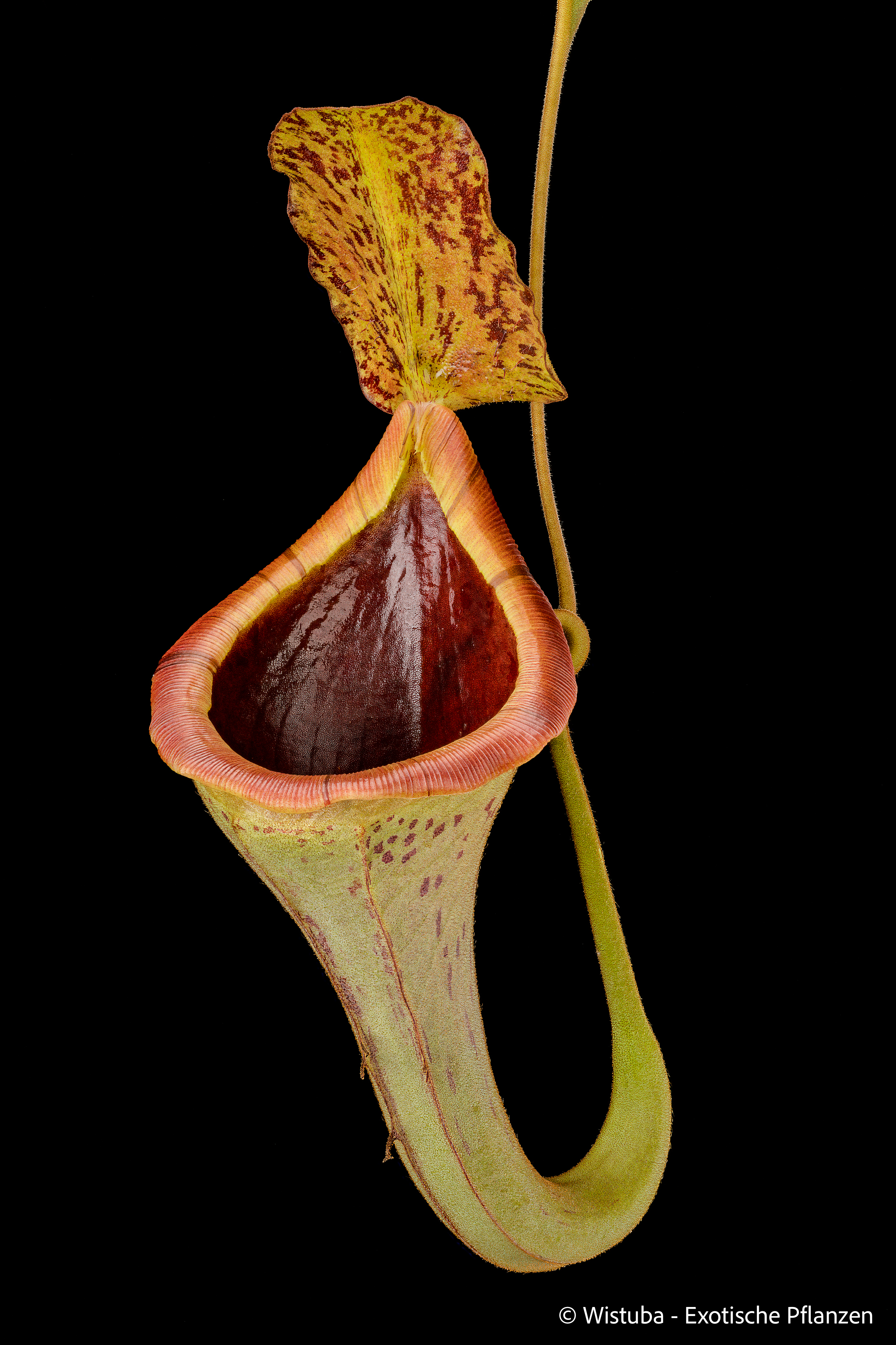 Nepenthes platychila x lowii