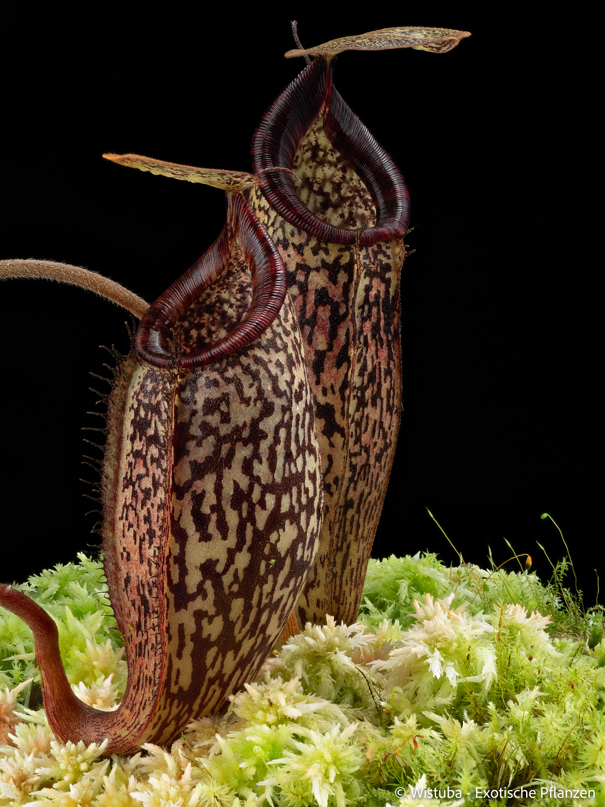 Nepenthes vogelii x talangensis