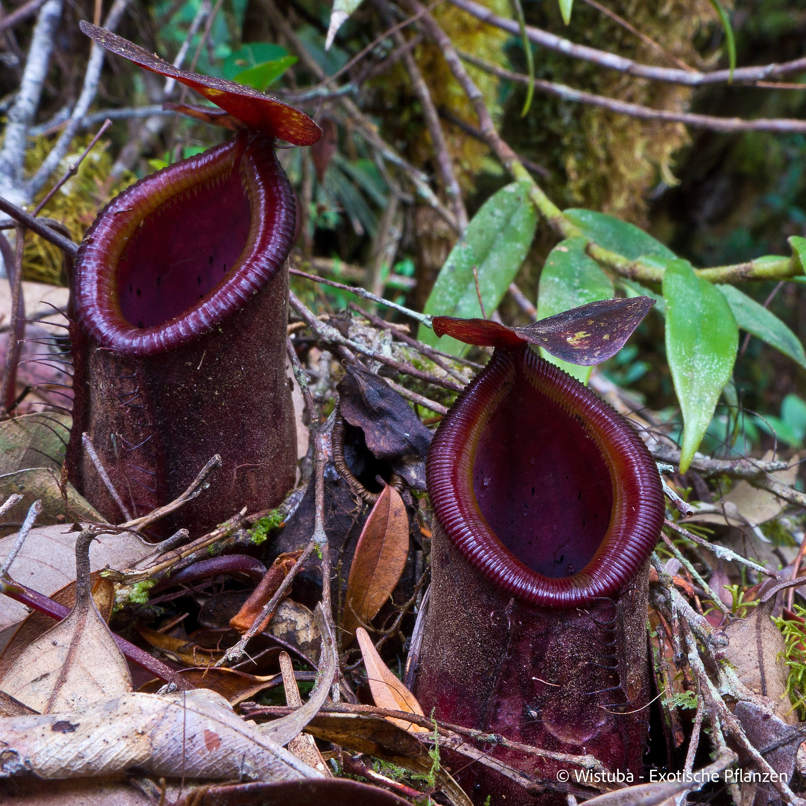 Nepenthes pitopangii ("Ivory Colored Form")