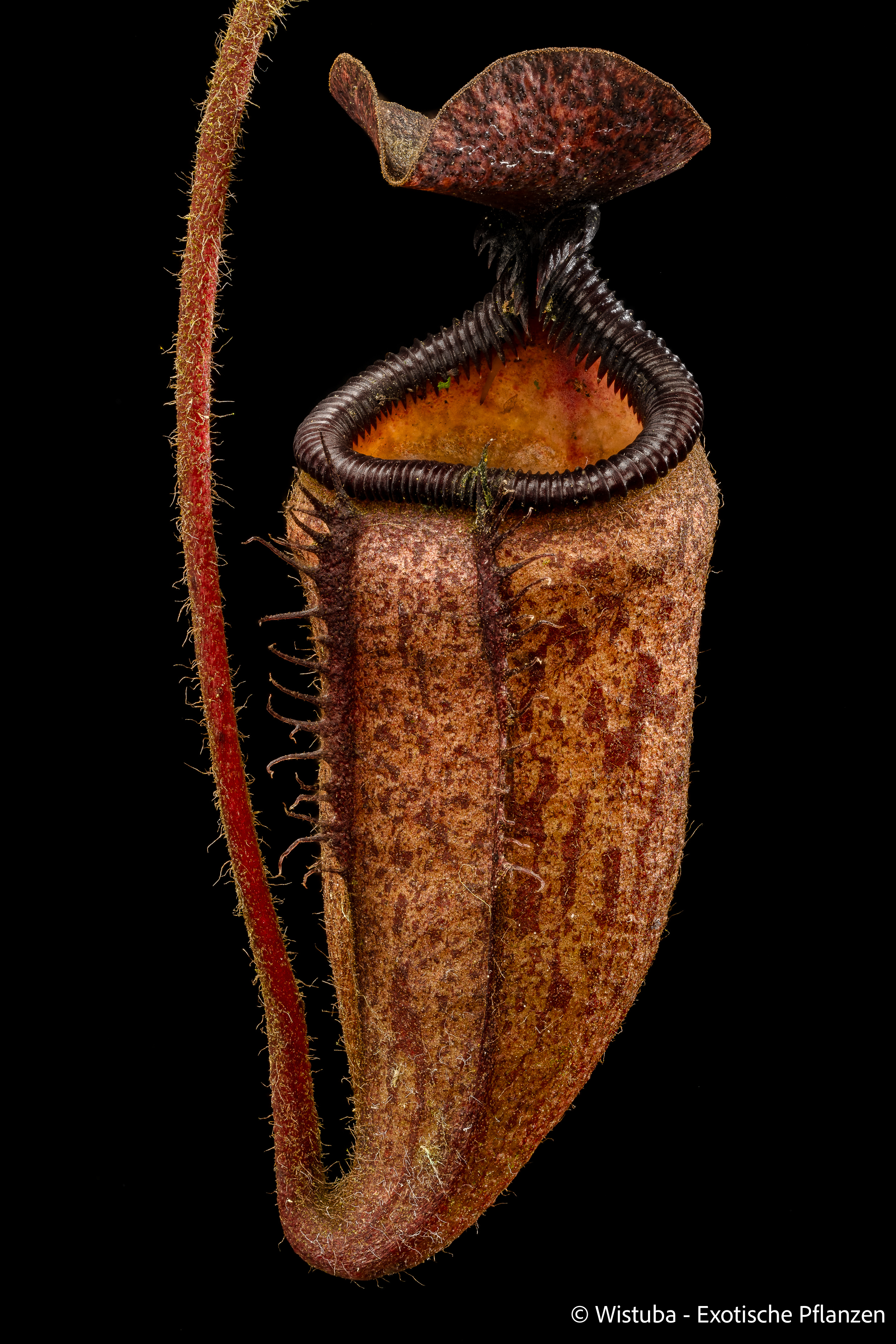 Nepenthes argentii (Mt Guiting-Guiting, Sibuyan)