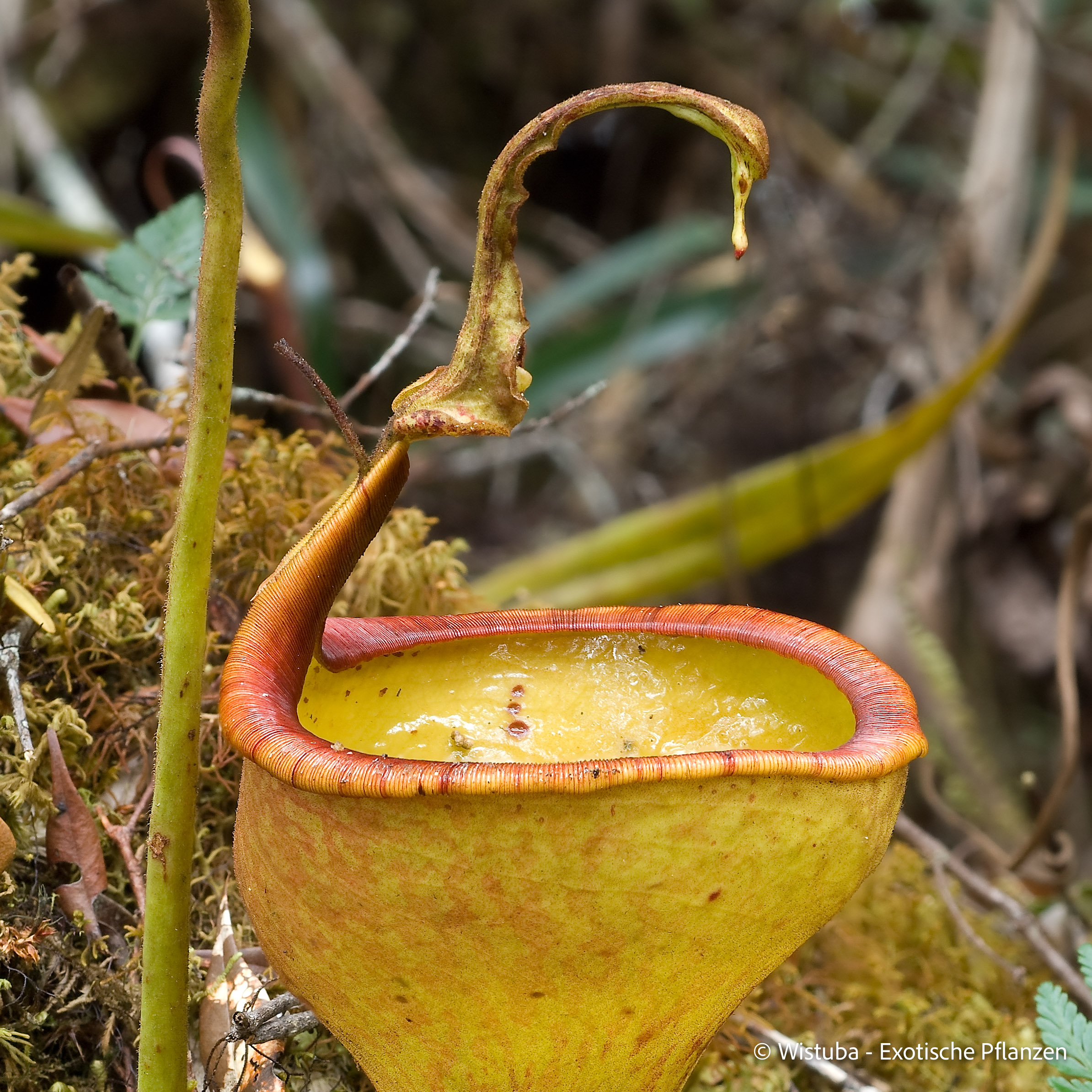 Nepenthes eymae (Sulawesi)