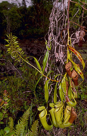 Nepenthes biak (Biak, Irian Jaya)