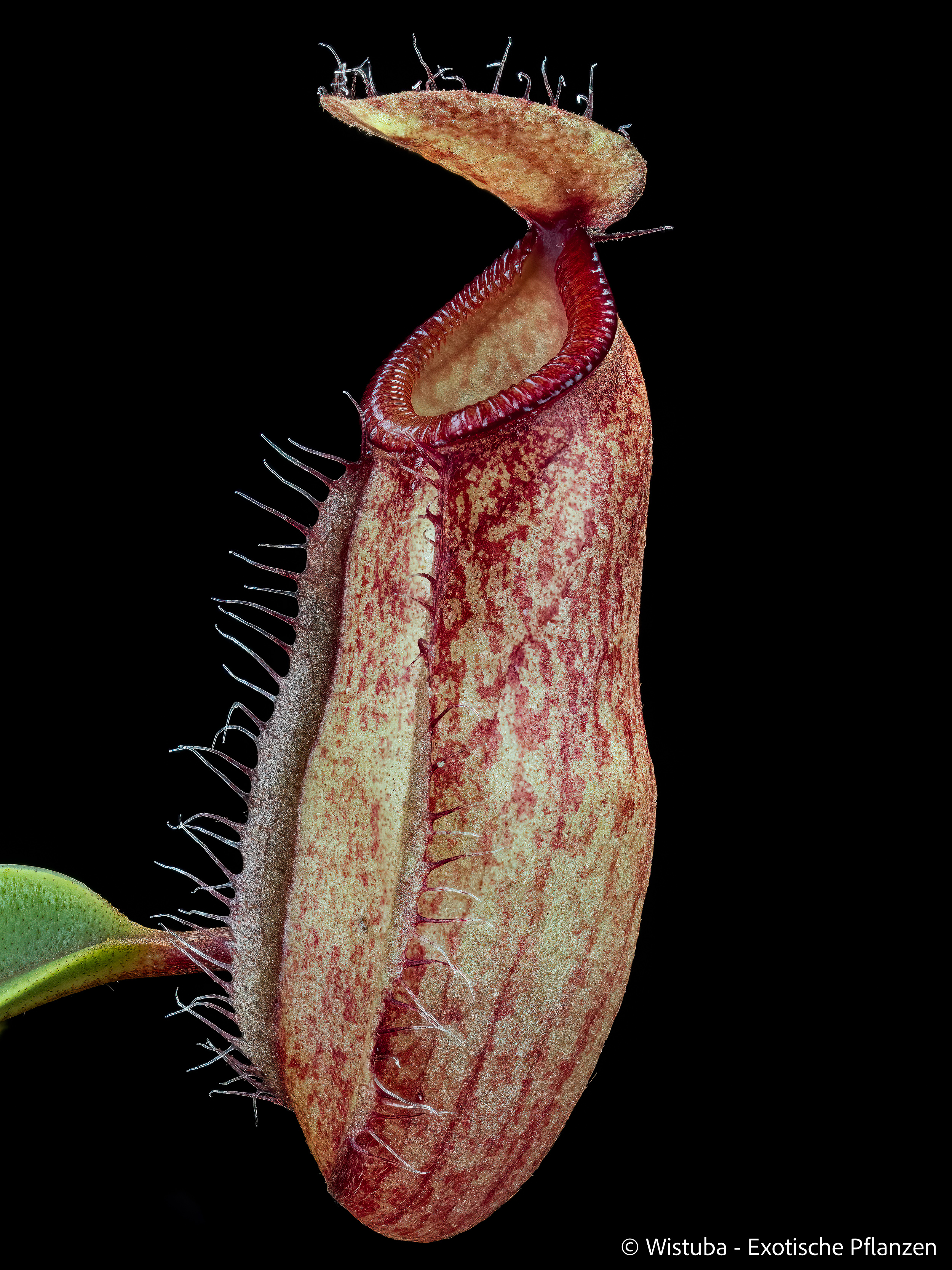Nepenthes dubia x hamata