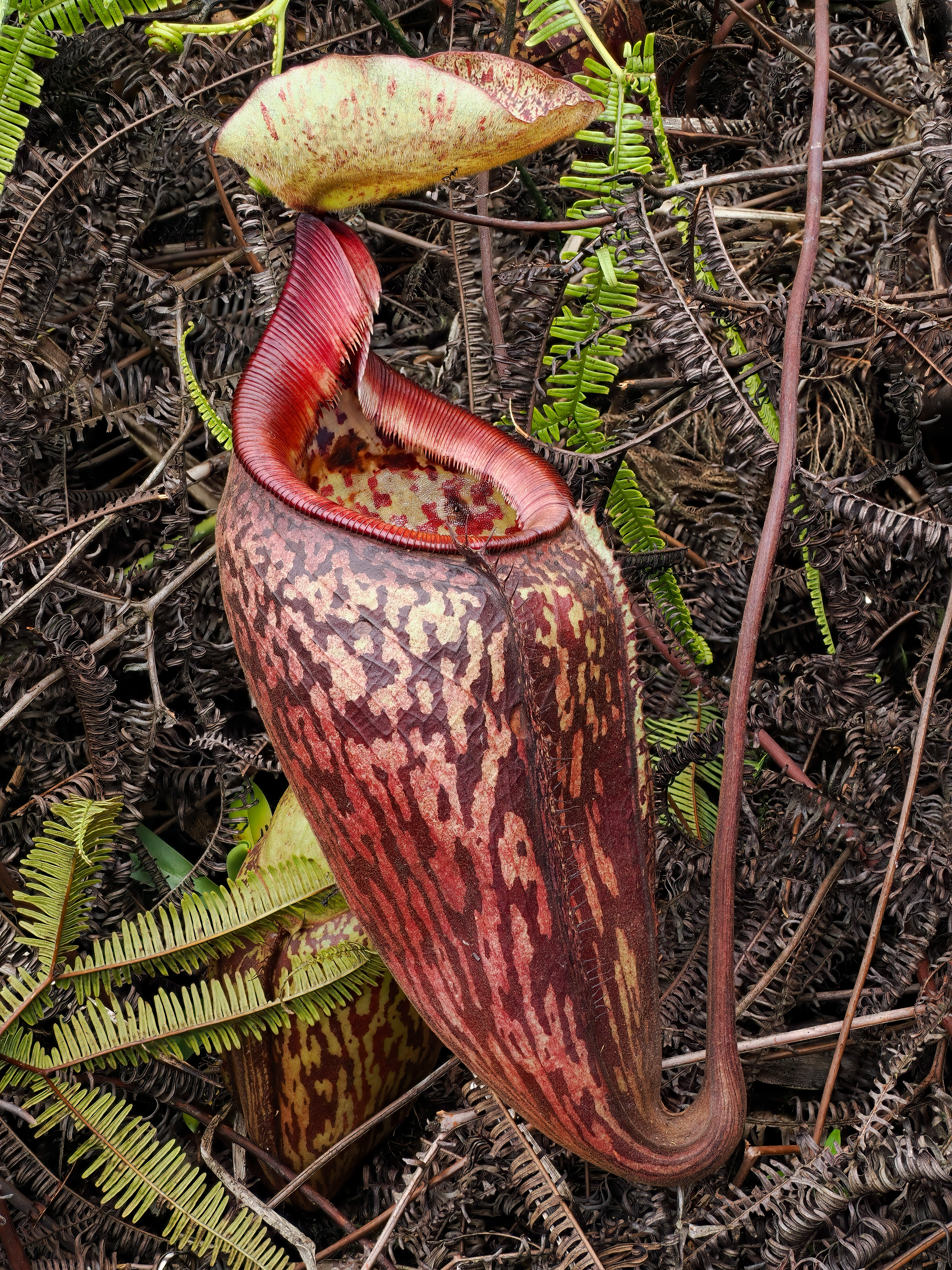Nepenthes ulukaliana (Genting Highlands, Peninsula)