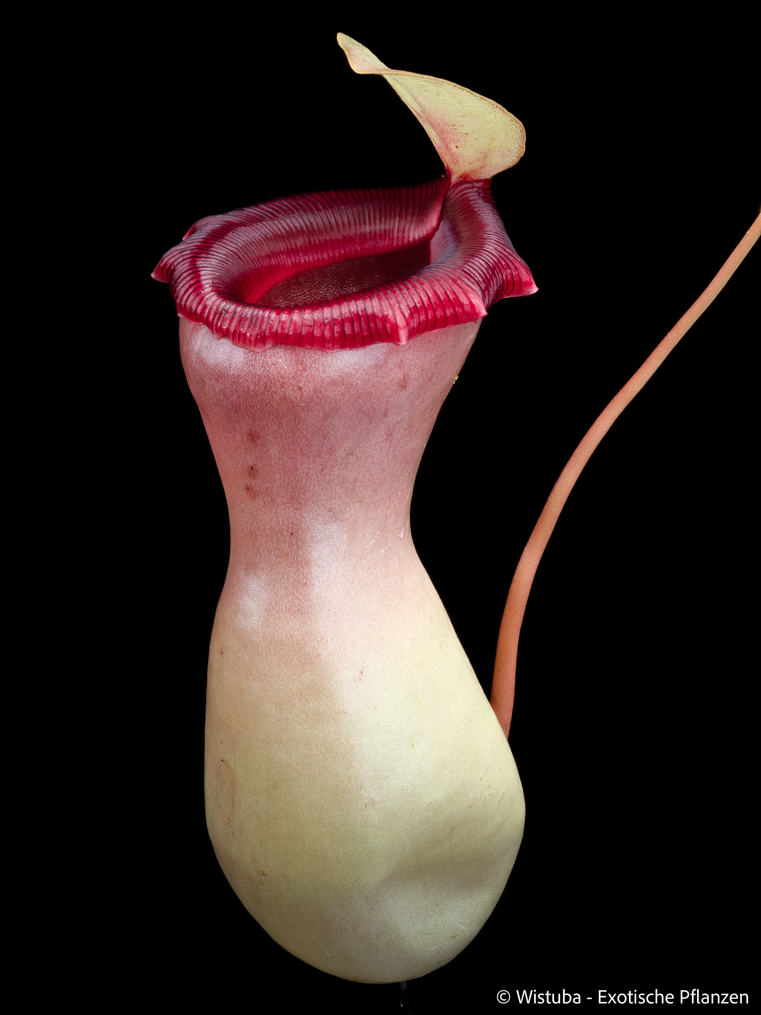 Nepenthes ventricosa "Porcelain" / "Alba"