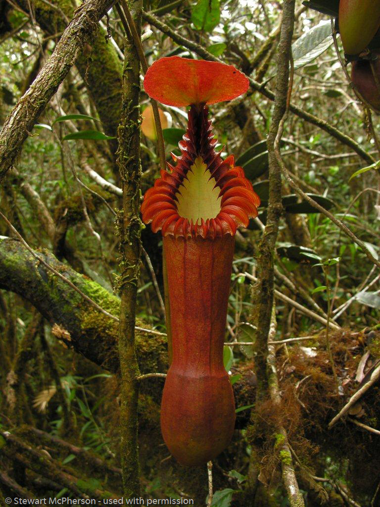 Bundle: Borneo Classics - The most beautiful and impressive highland Nepenthes