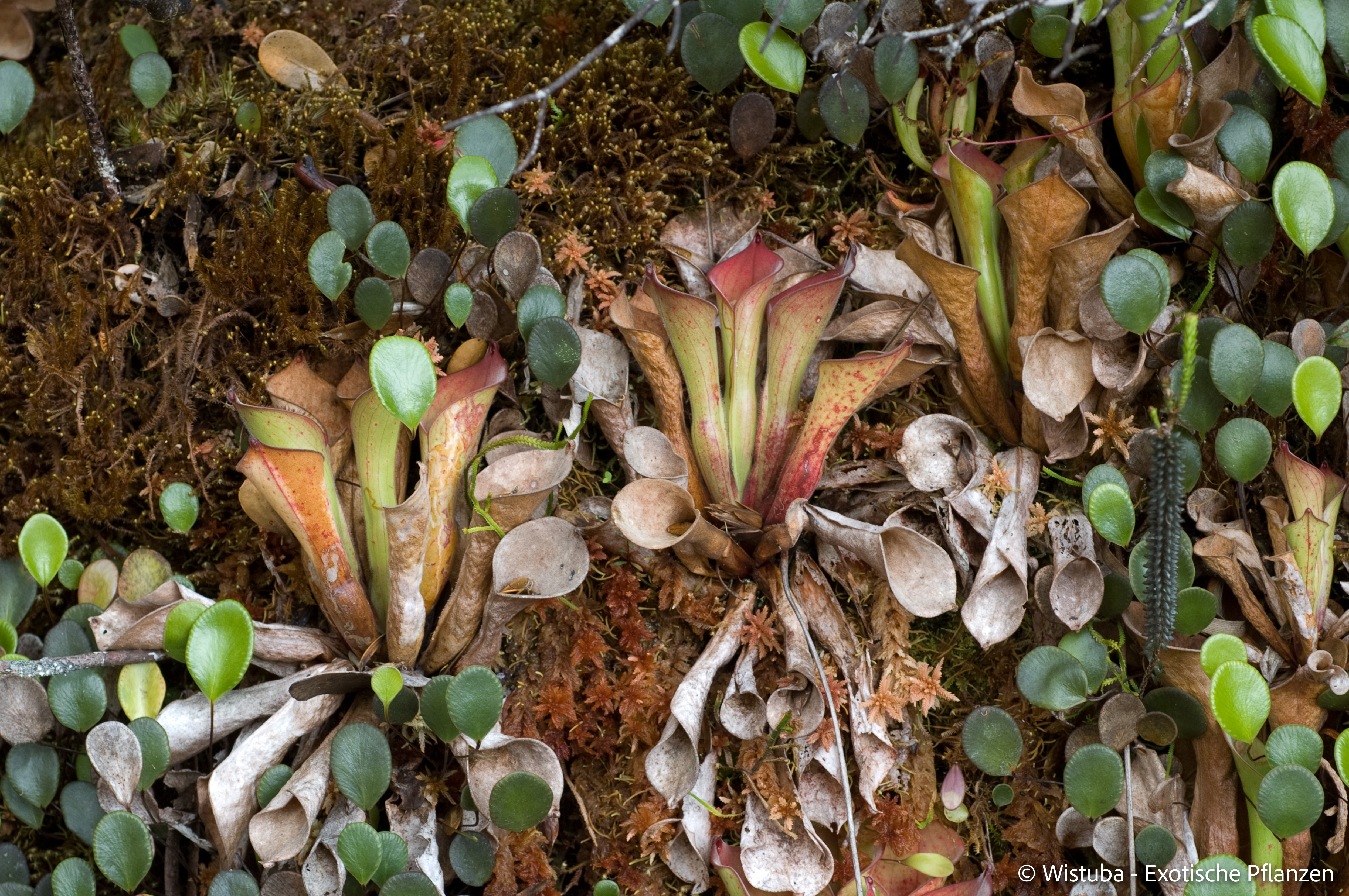 Heliamphora exappendiculata (Amuri Tepui)