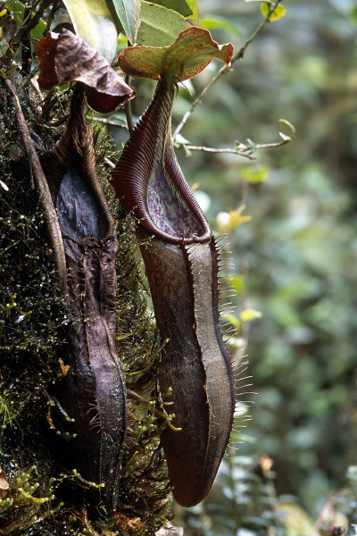 Nepenthes izumiae (Barisan, Sumatra)